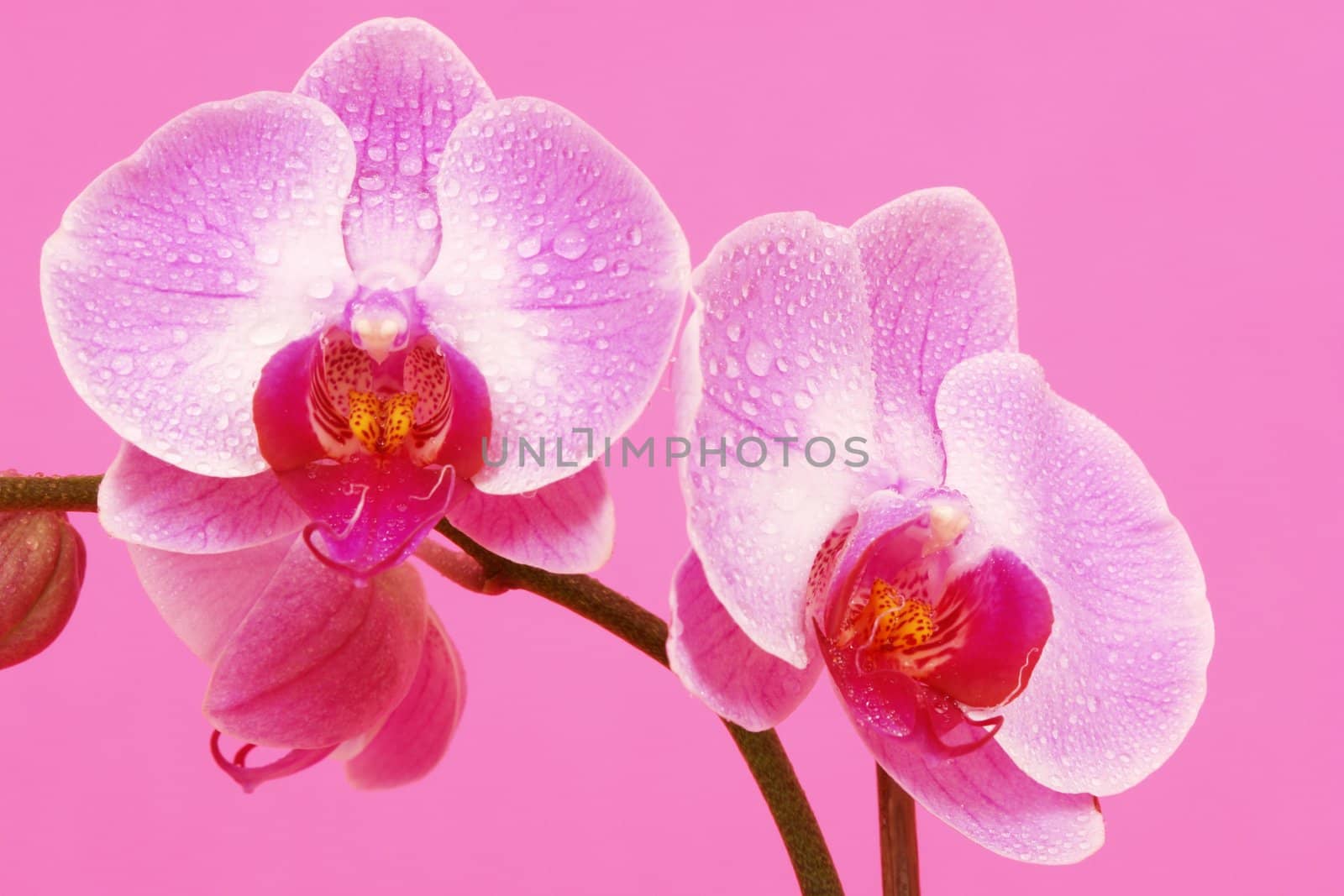 close-up of a pink orchid