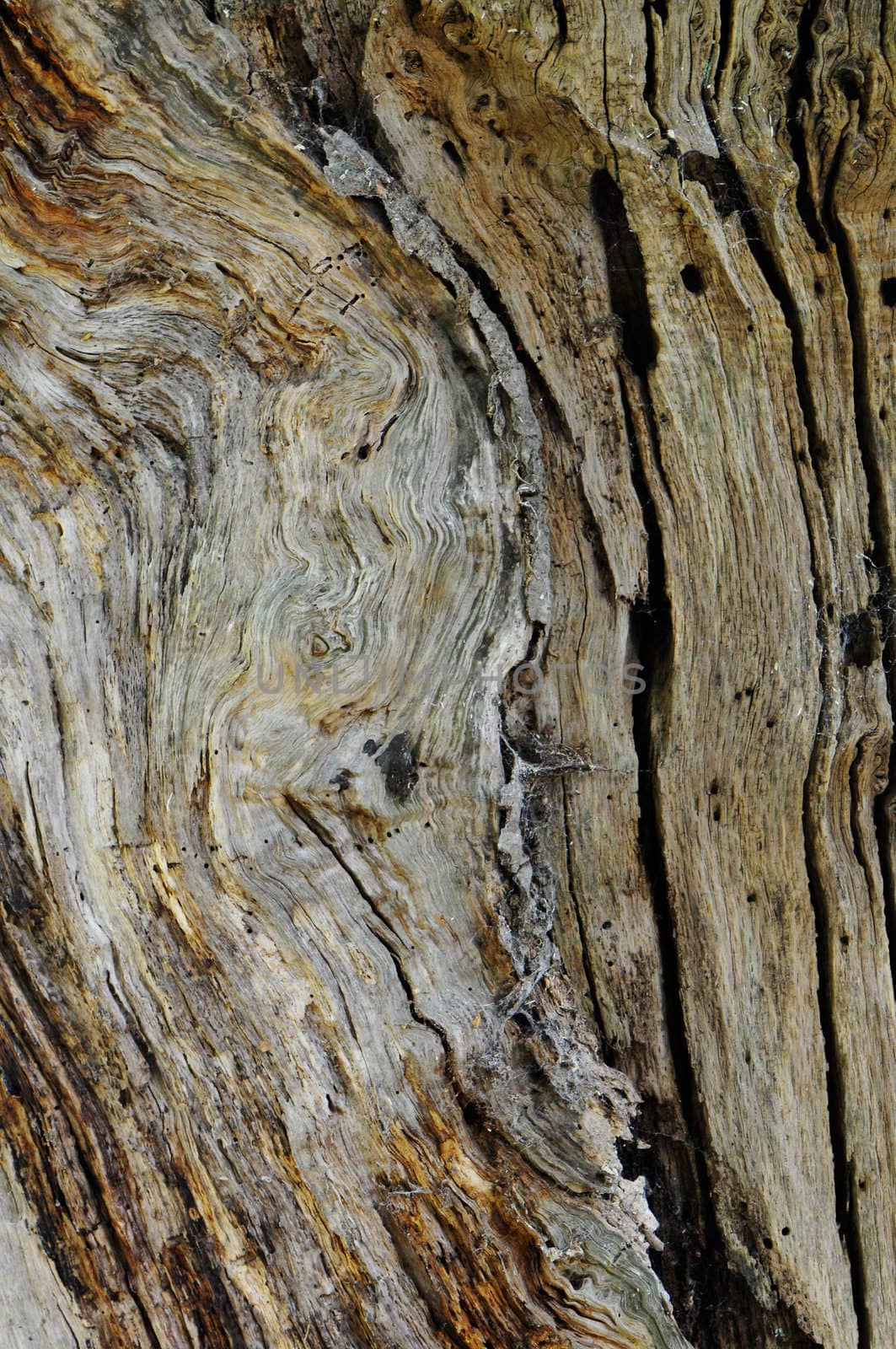 Texture of bark of an old trunc