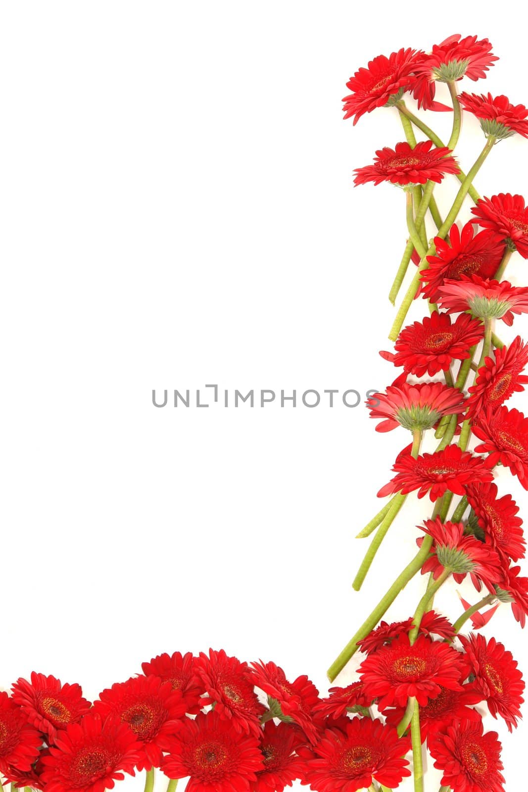 beautiful red Gerbera on background