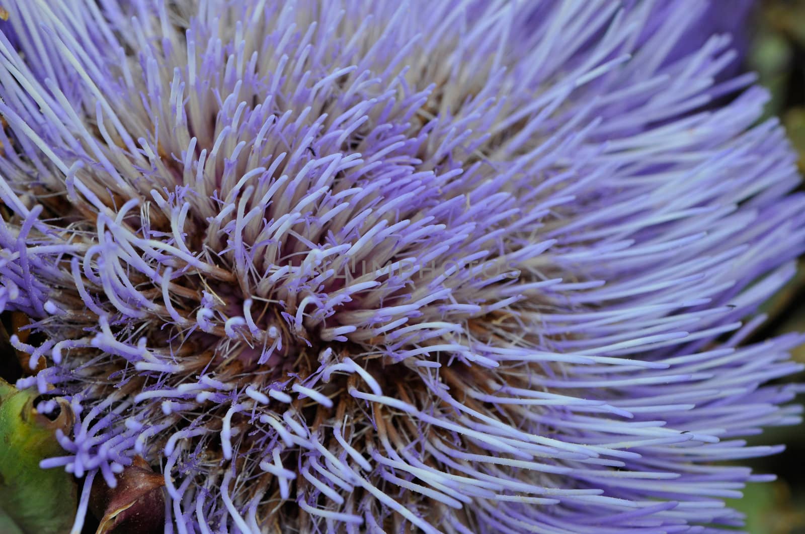 Extreme close-up of a purple articoke flower with many pistils