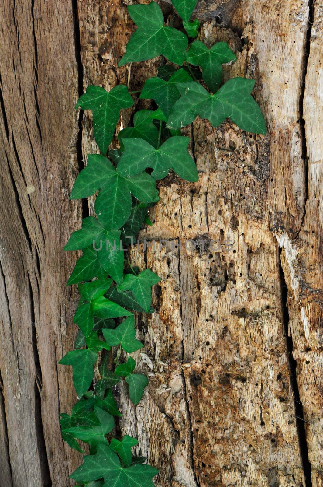 Green ivy clumbing on a trunc by shkyo30