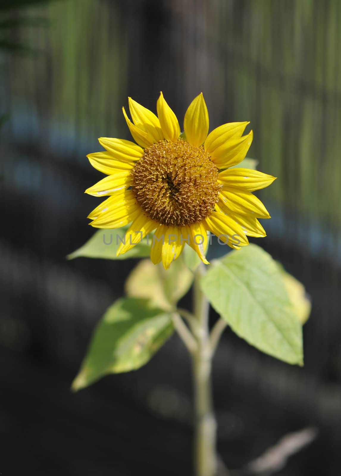 Opened sunflower in a garden with a blurred background