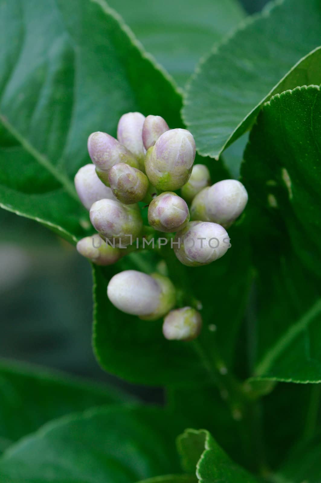 Tuft of white buds with green leafs by shkyo30