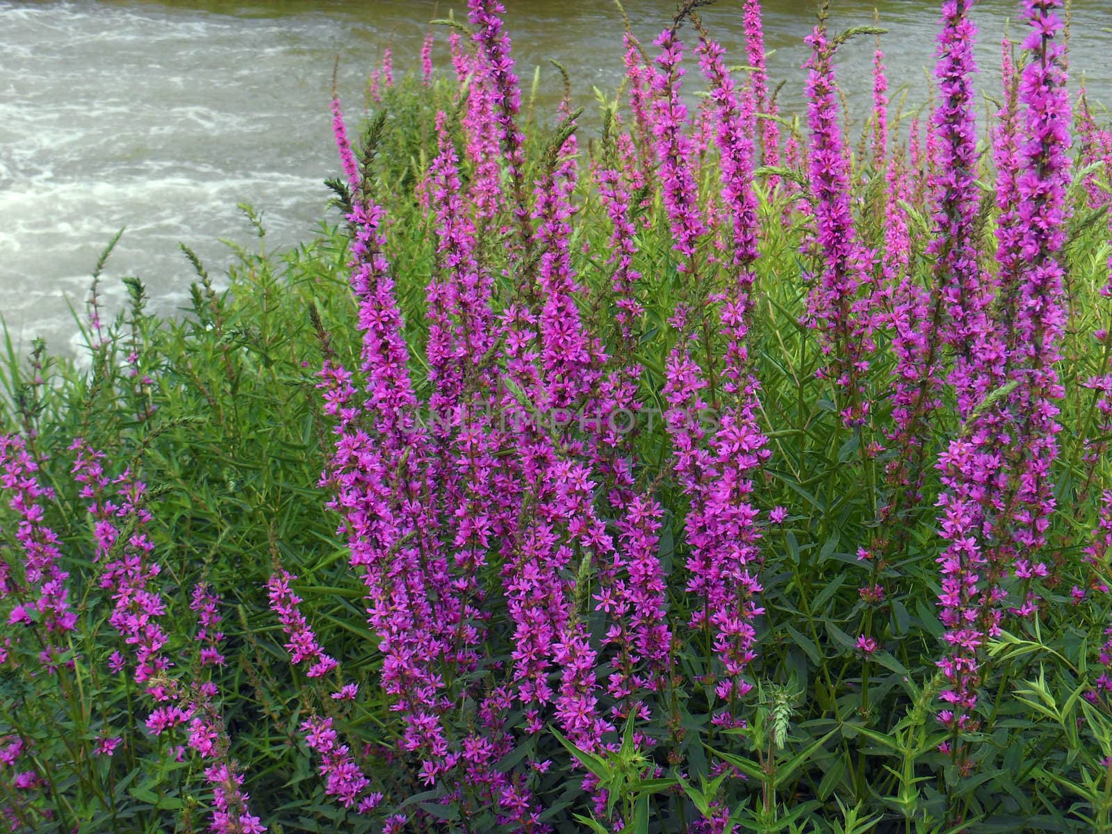 Lythrum salicaria flowers
