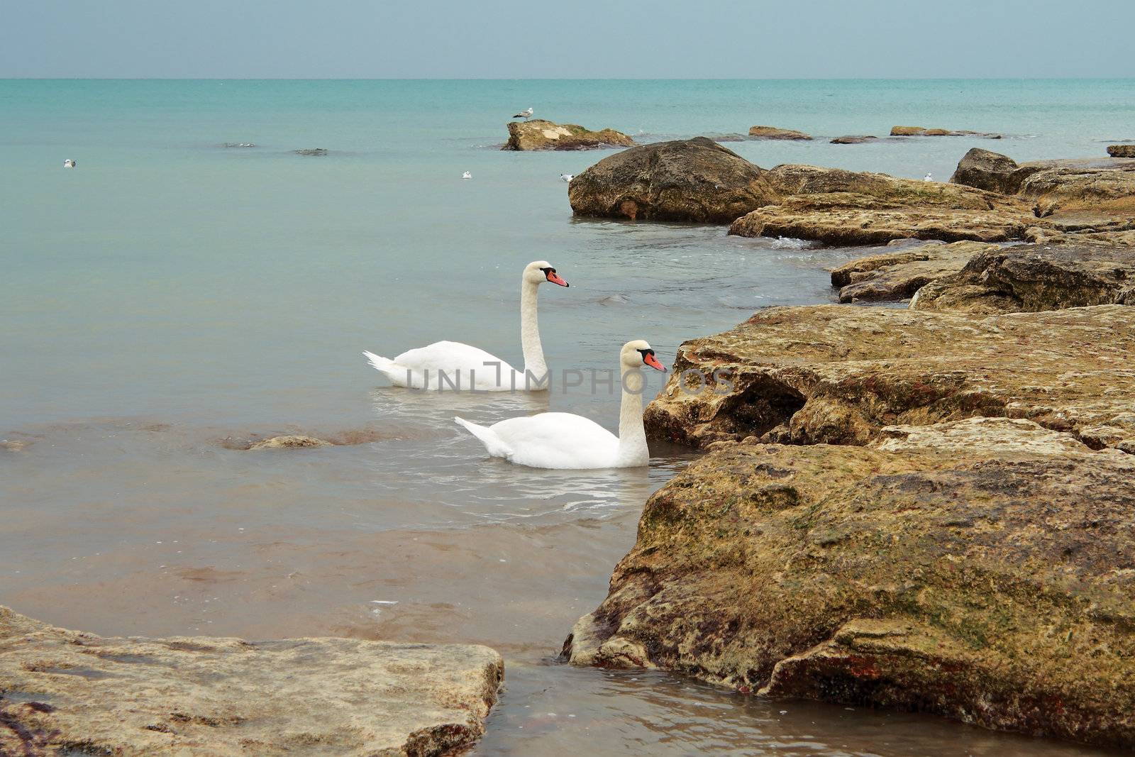 Two swans swimming near the shore. Caspian Sea.