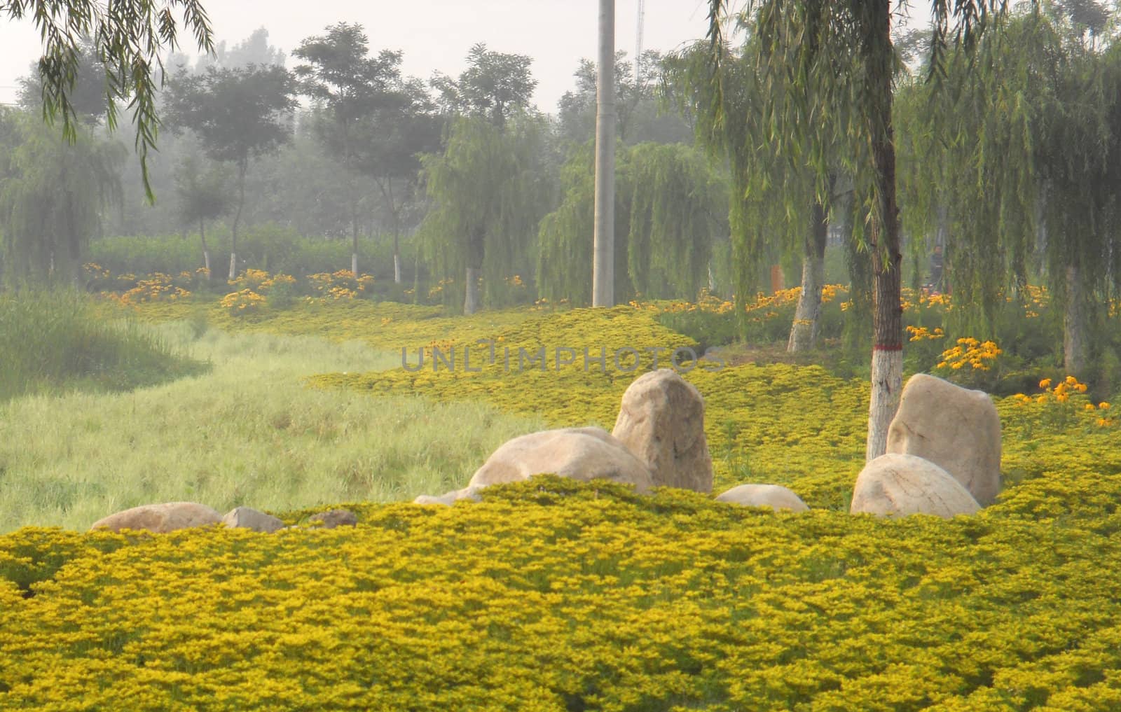 wild under the mist