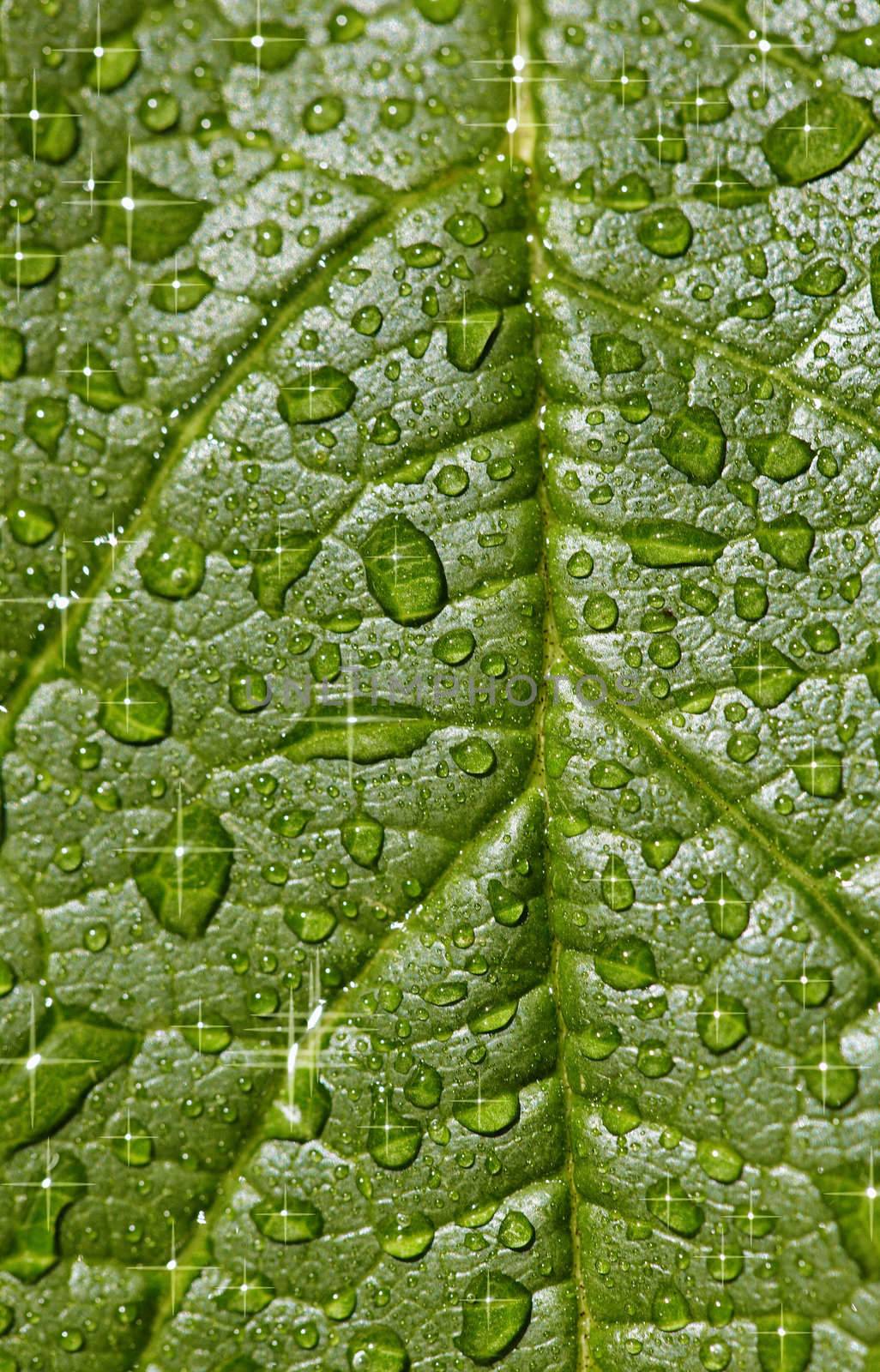 Natural background - the sparkling raindrops on the leaf surface