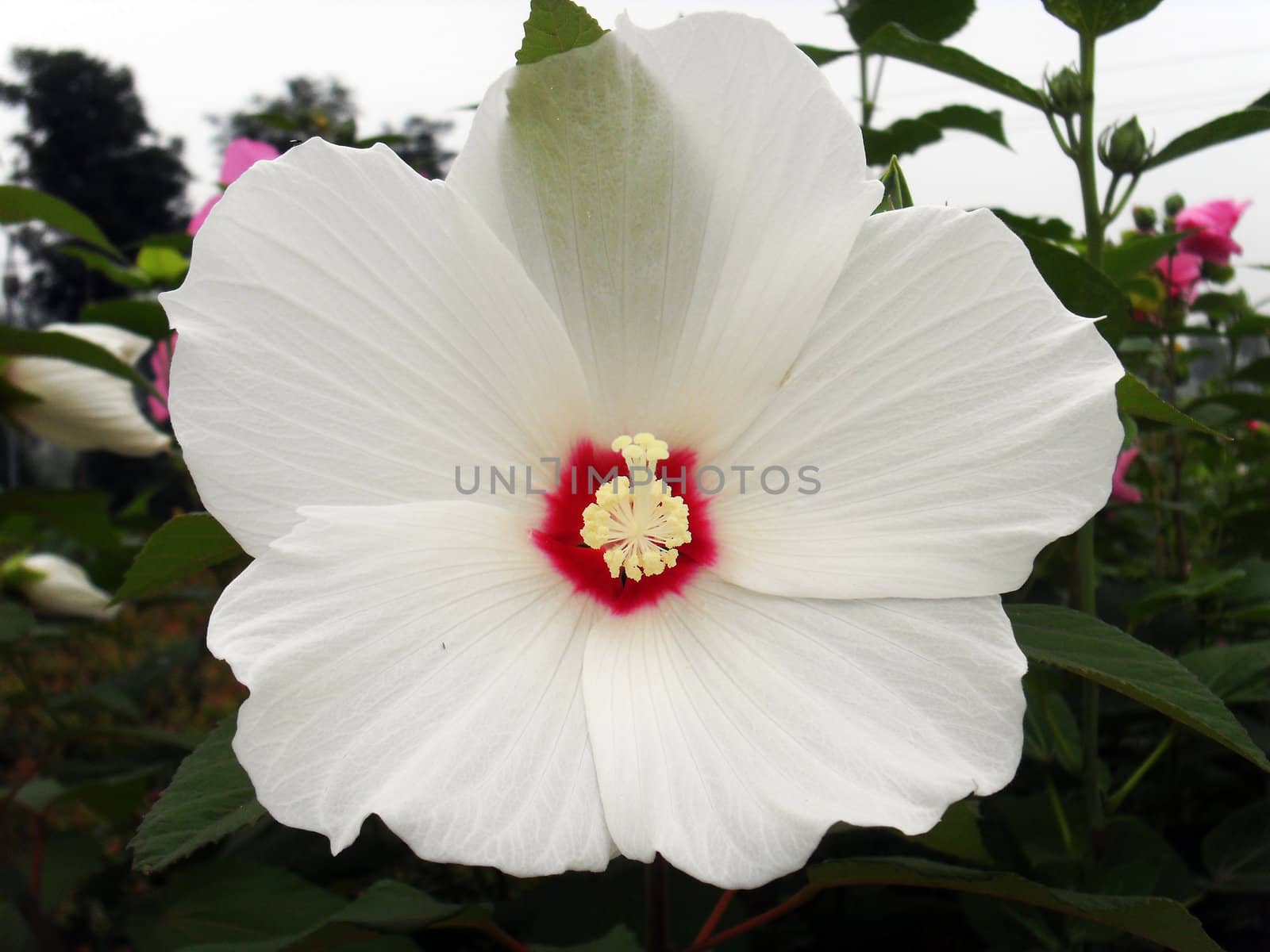 Okra flower