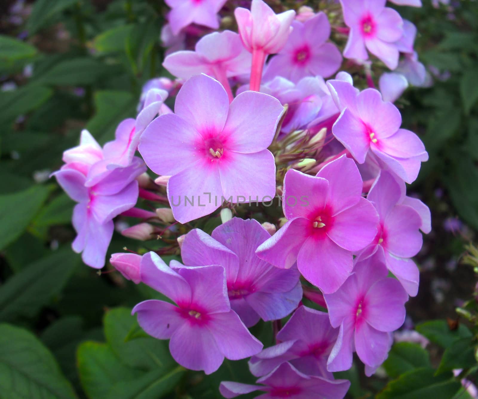 Phlox