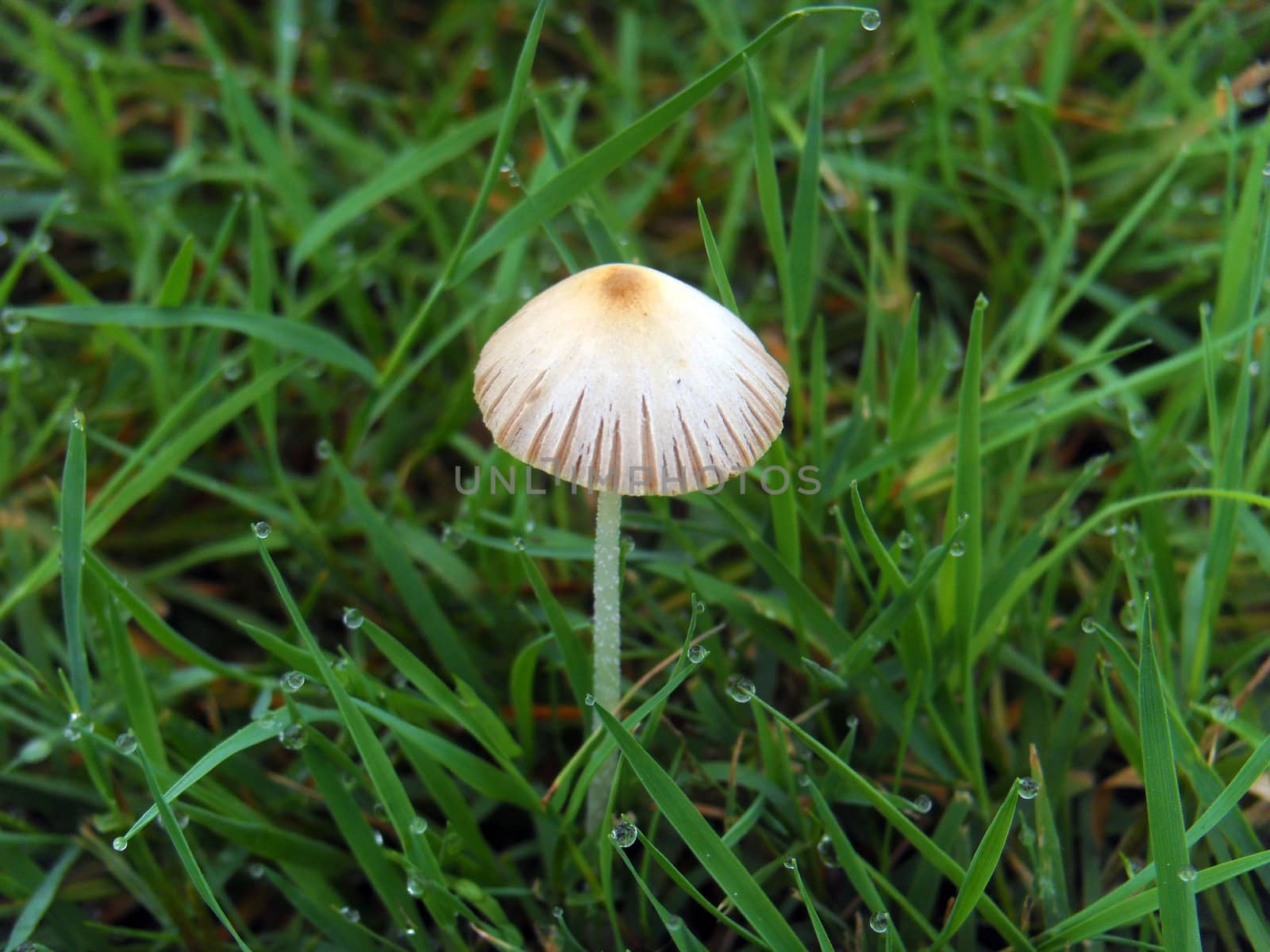 small white mushroom