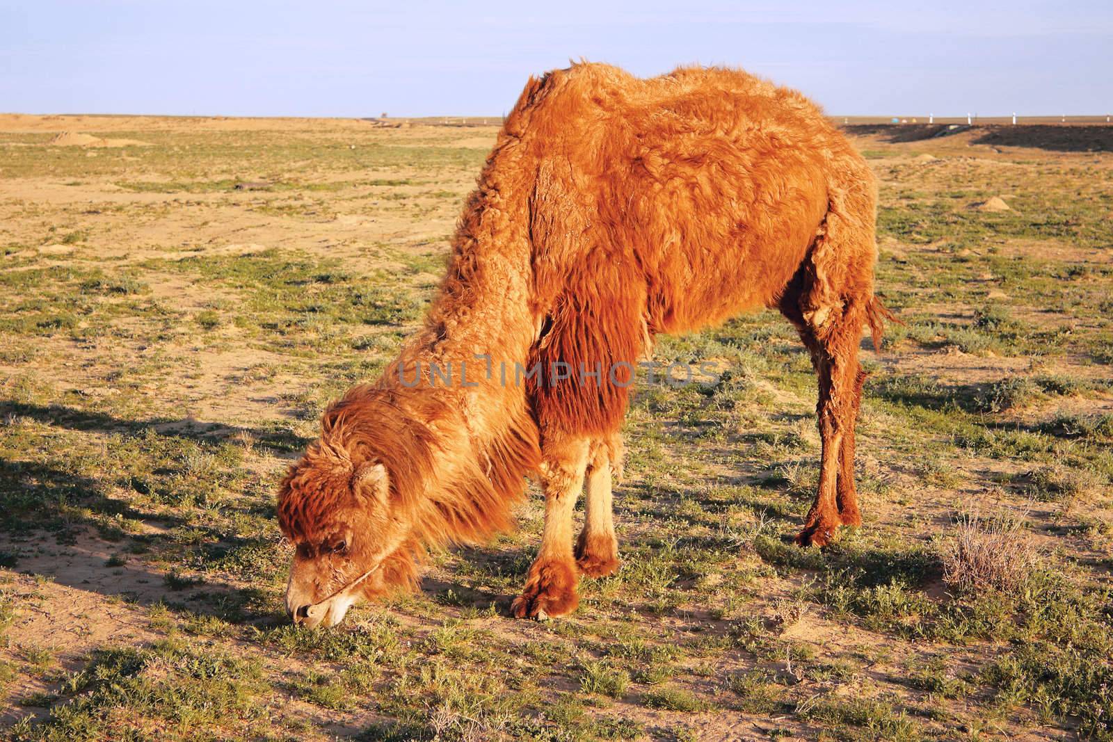 The camel eats grass steppe. Month end of April, evening.