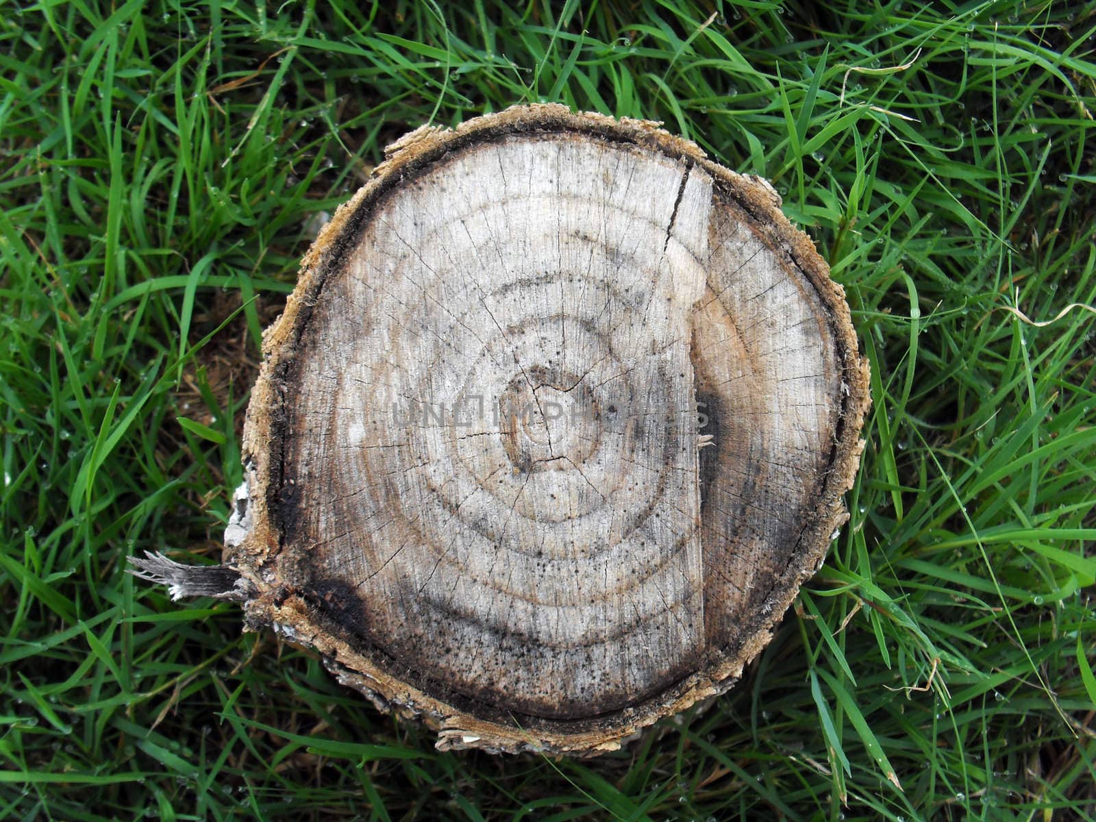 Stump in lawn