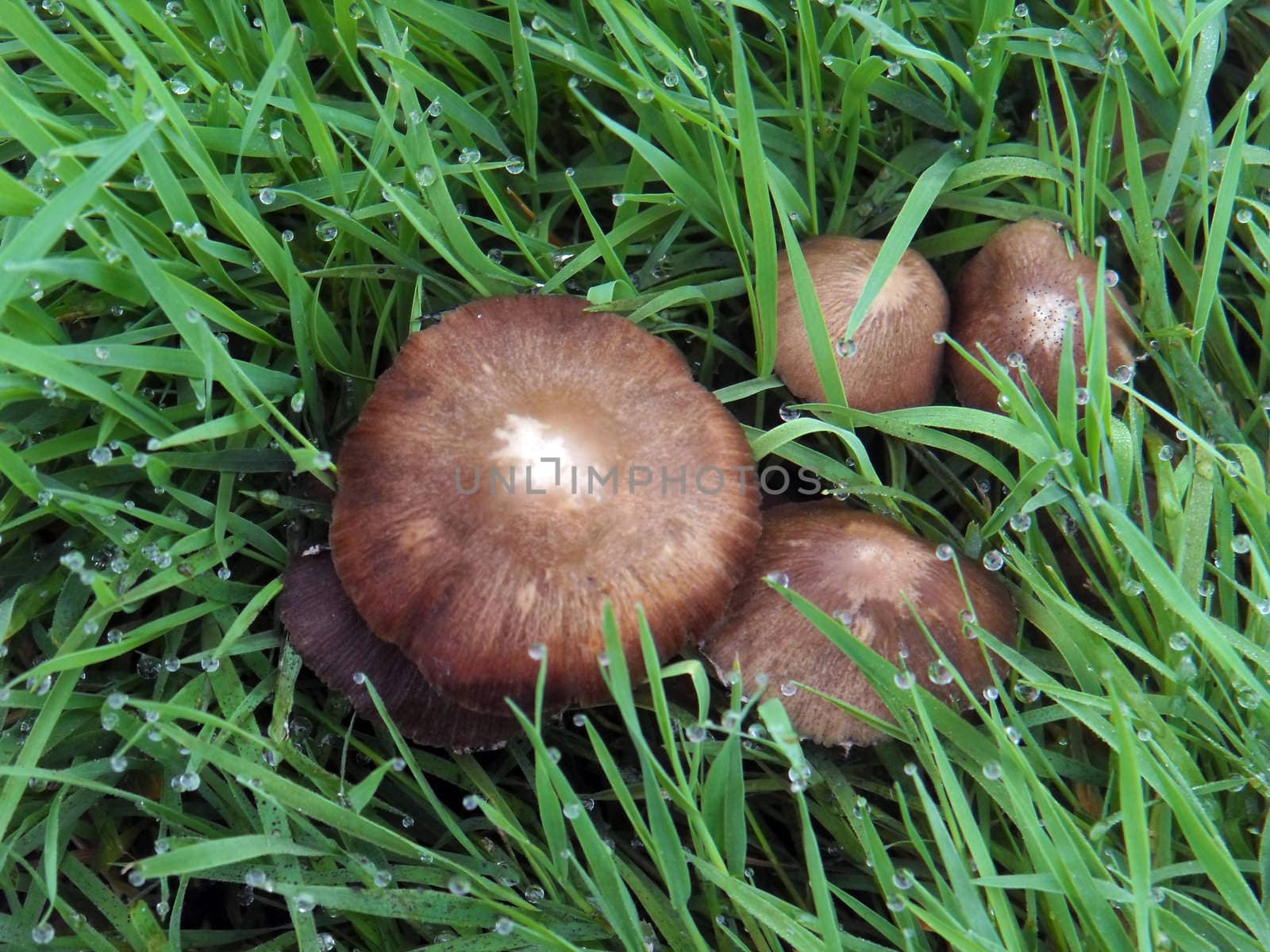 mushrooms in grass