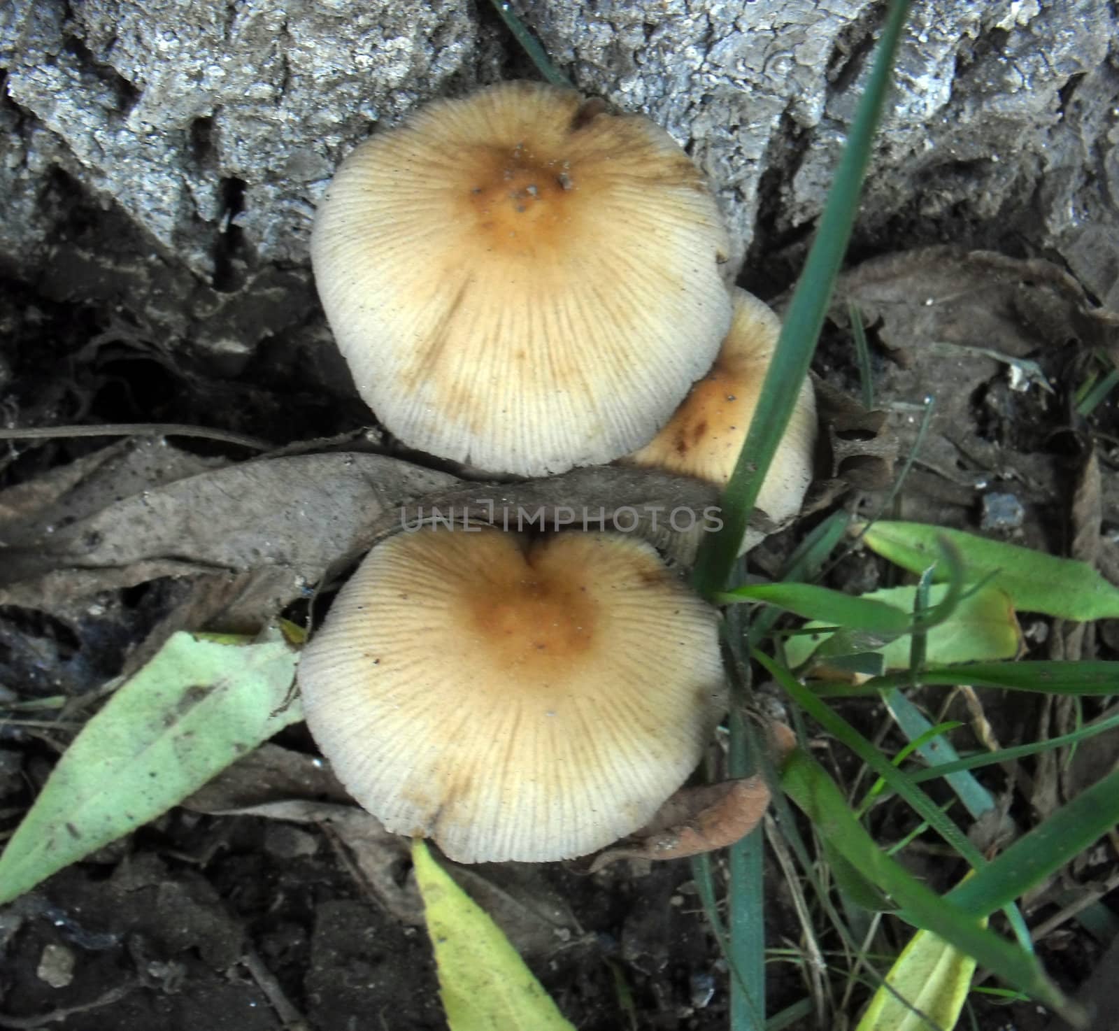 mushroom