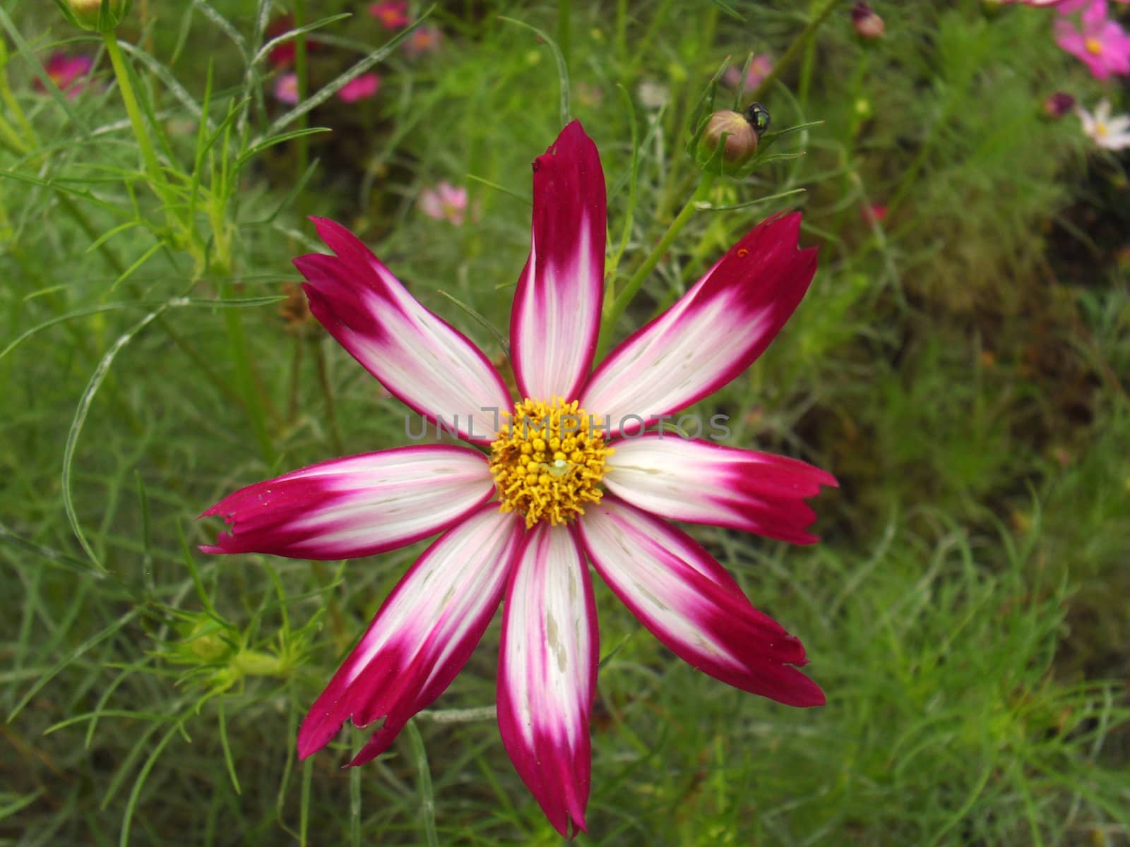 cosmos