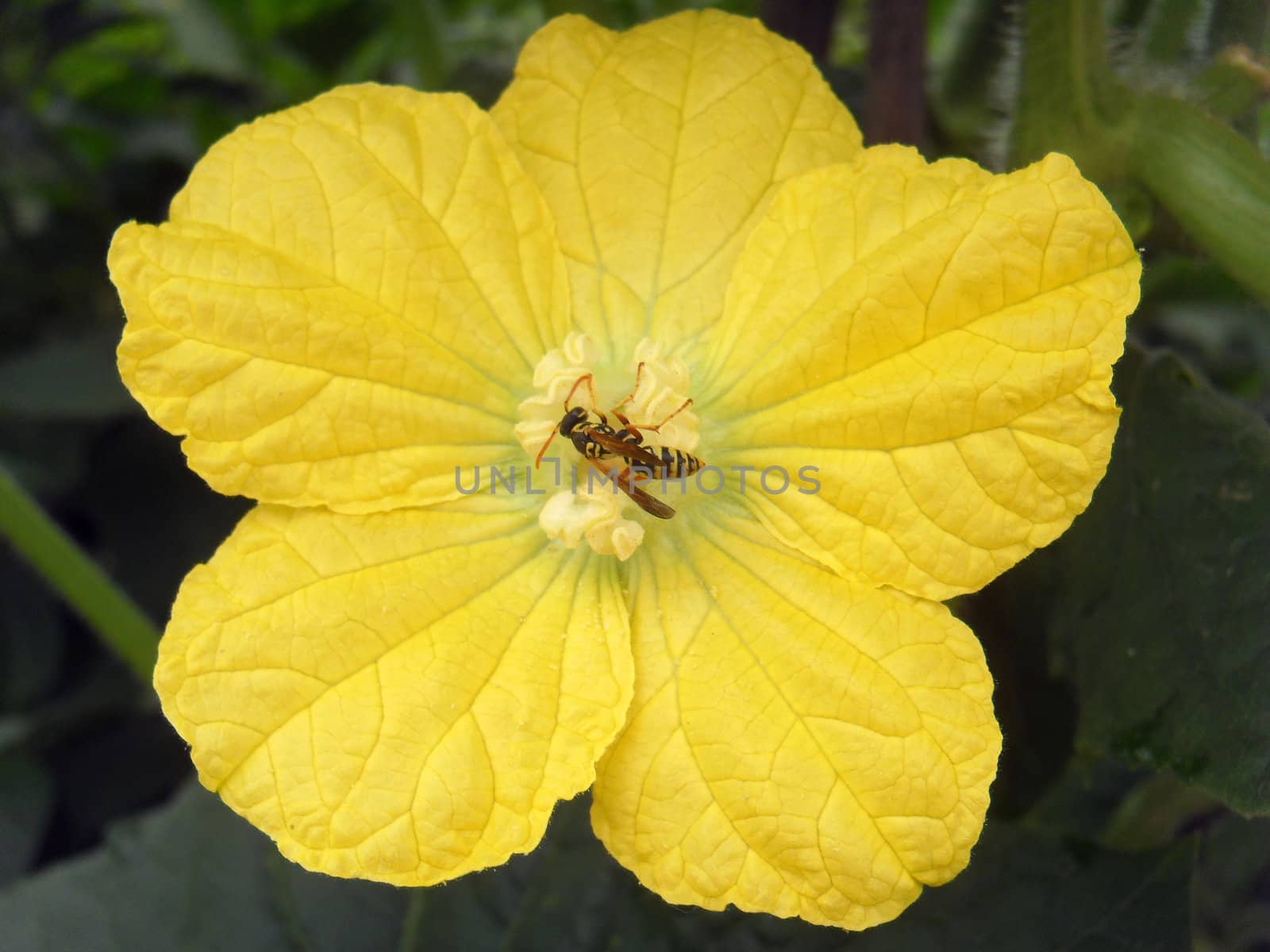 pumpkin flower and bee