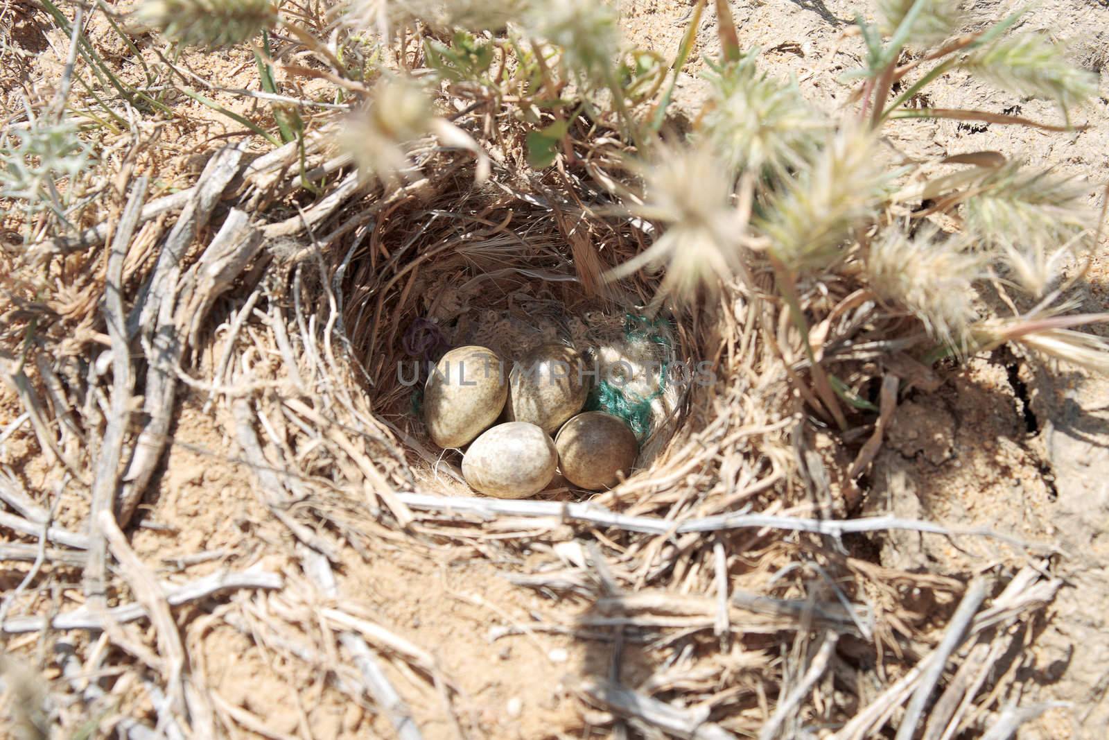 Nest in the steppe. by ekipaj