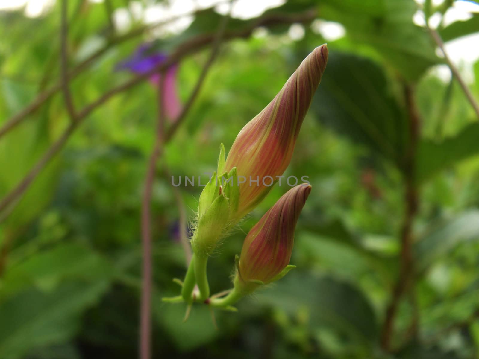 morning glory bud