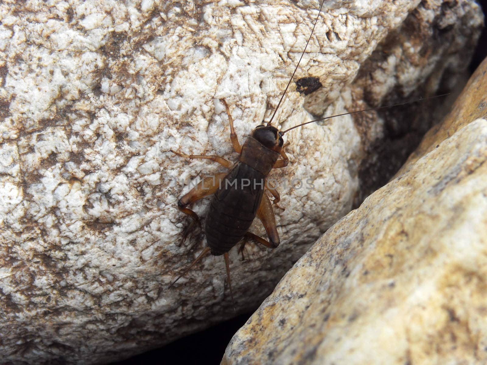 Cryllus testaceus wallker