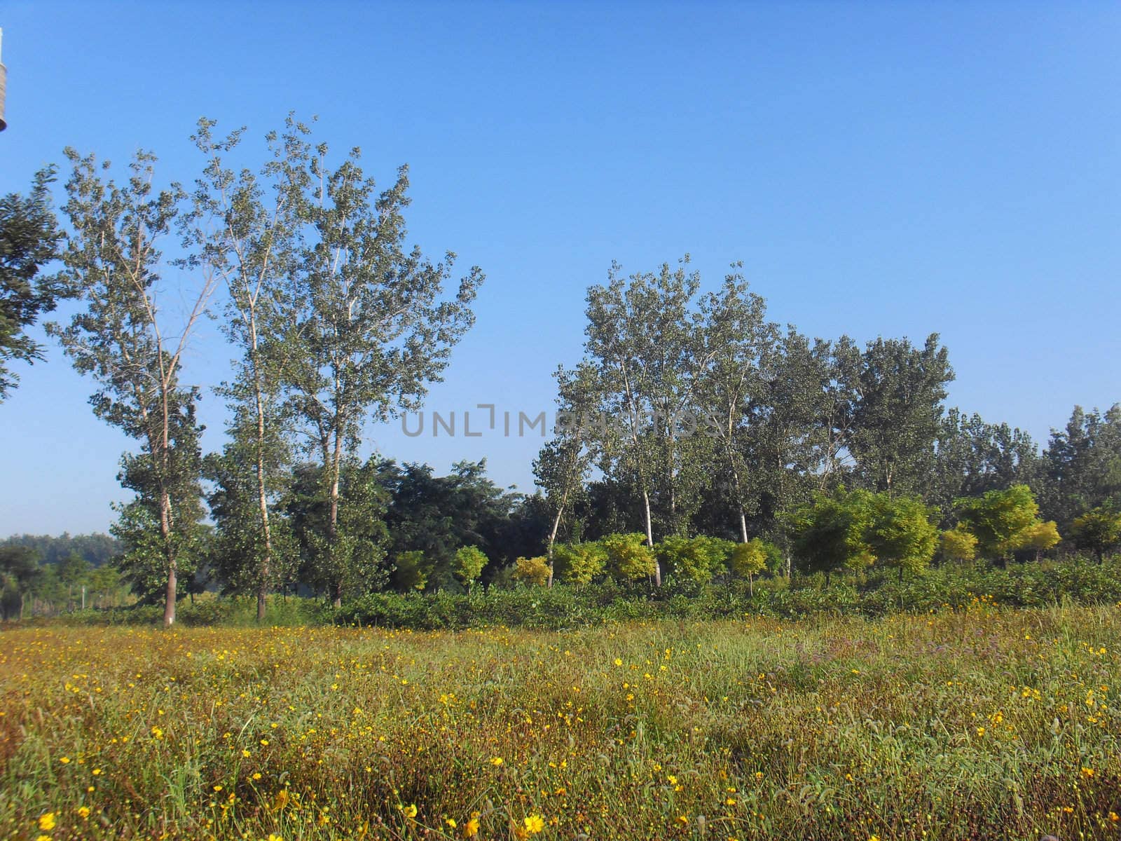The wild  scenery
