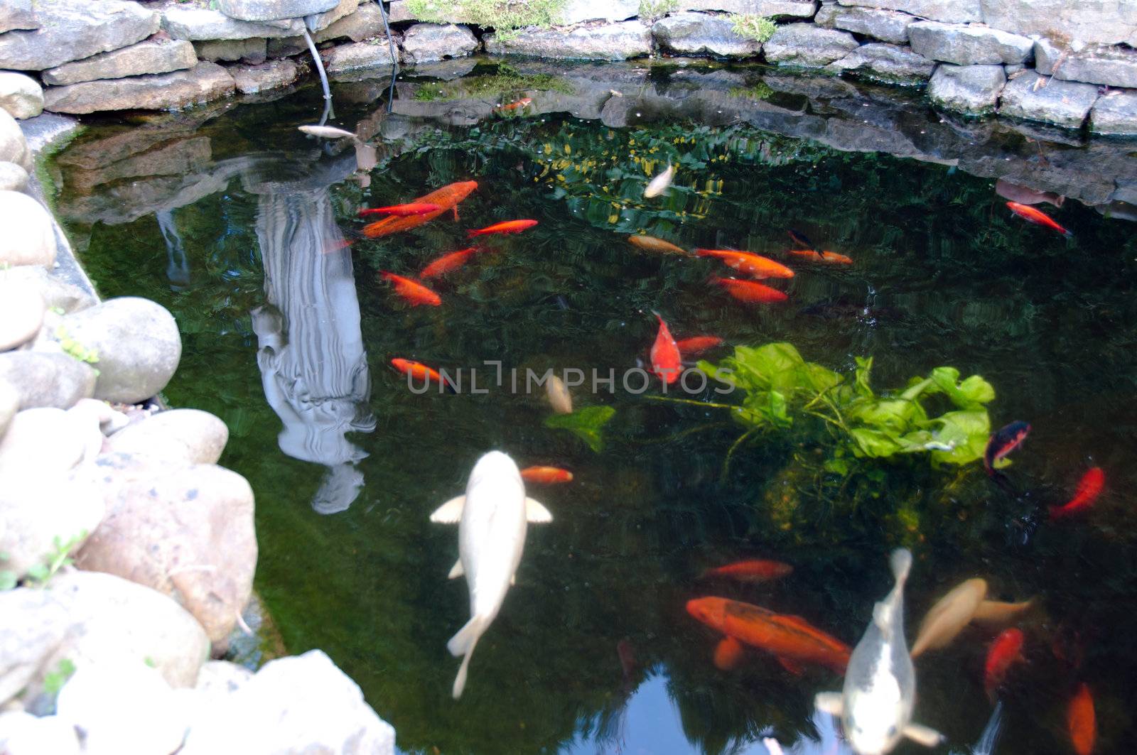 Hungry Coloruful Koi Fishes in Garden Pond
