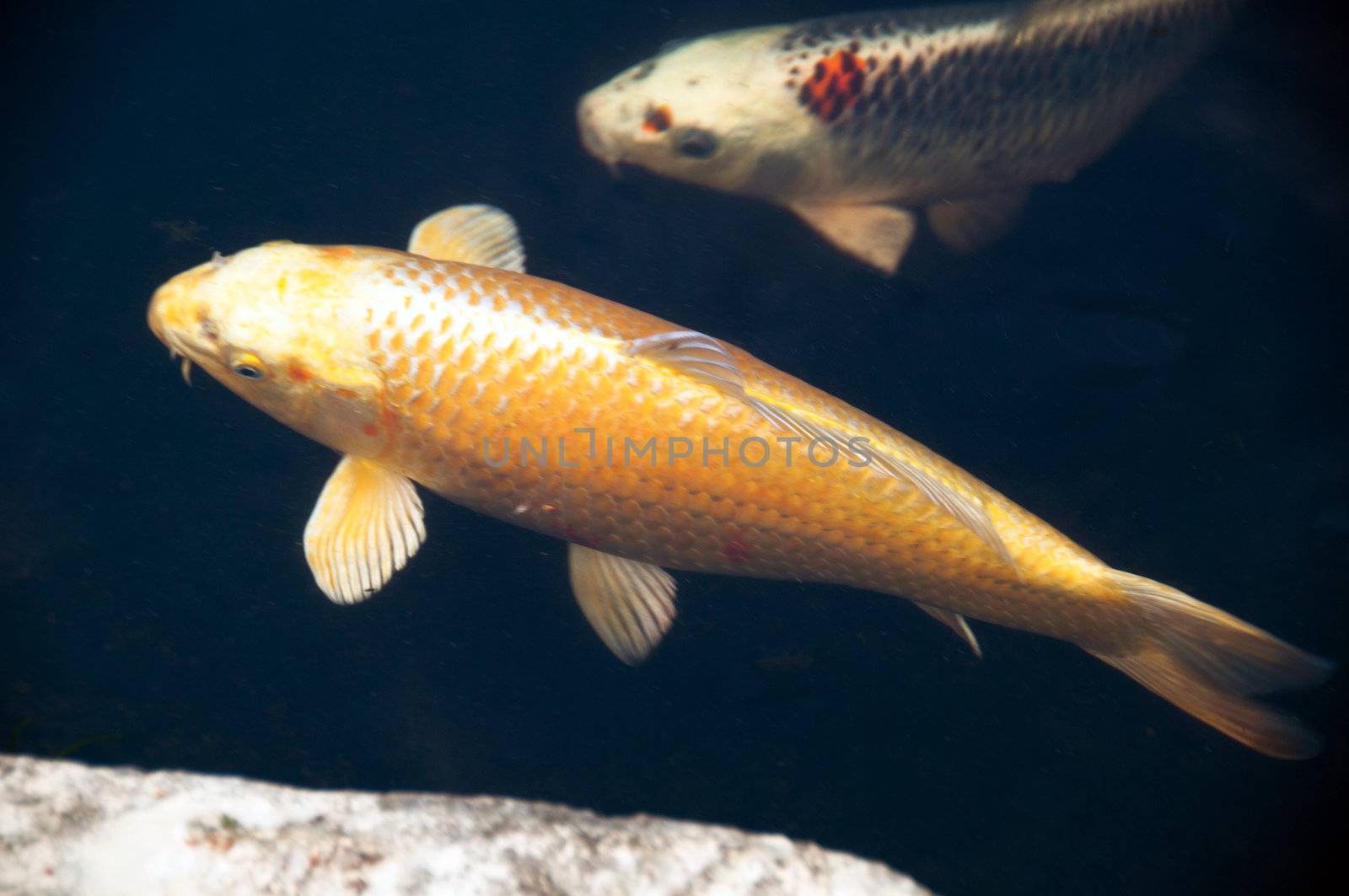 Hungry Coloruful Koi Fishes in Garden Pond