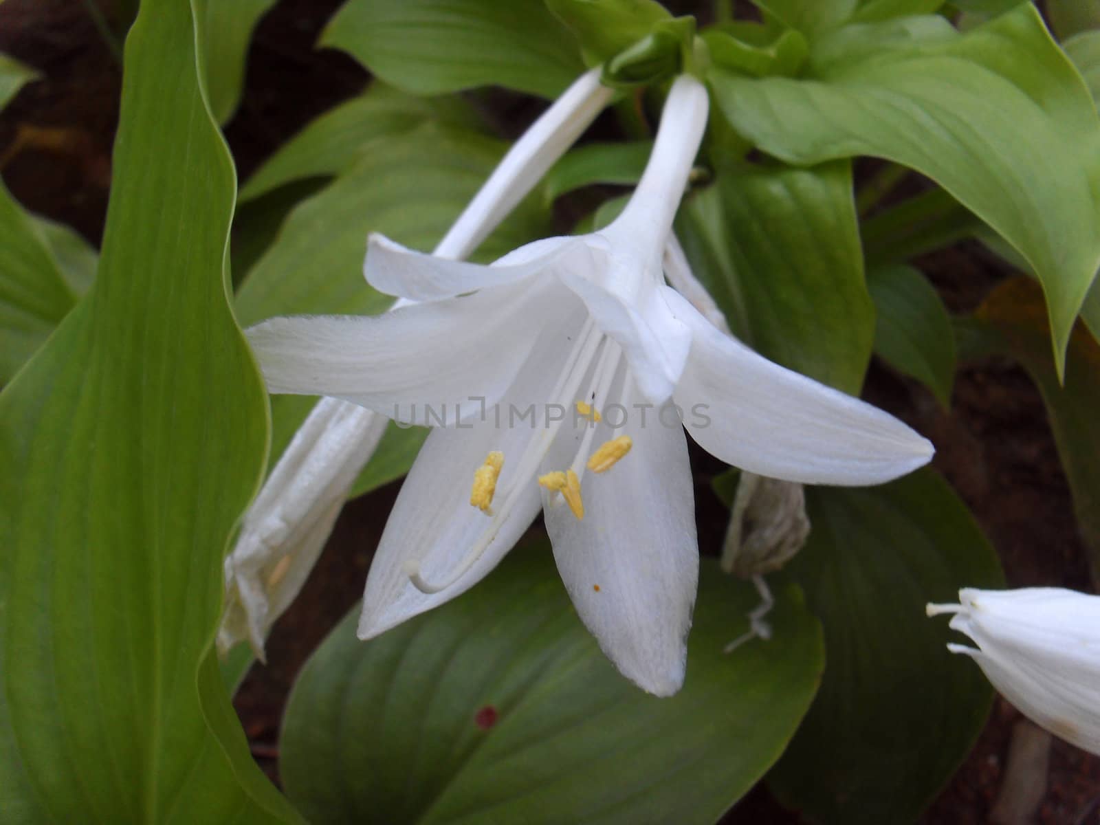 white Hosta plantaginea flower
