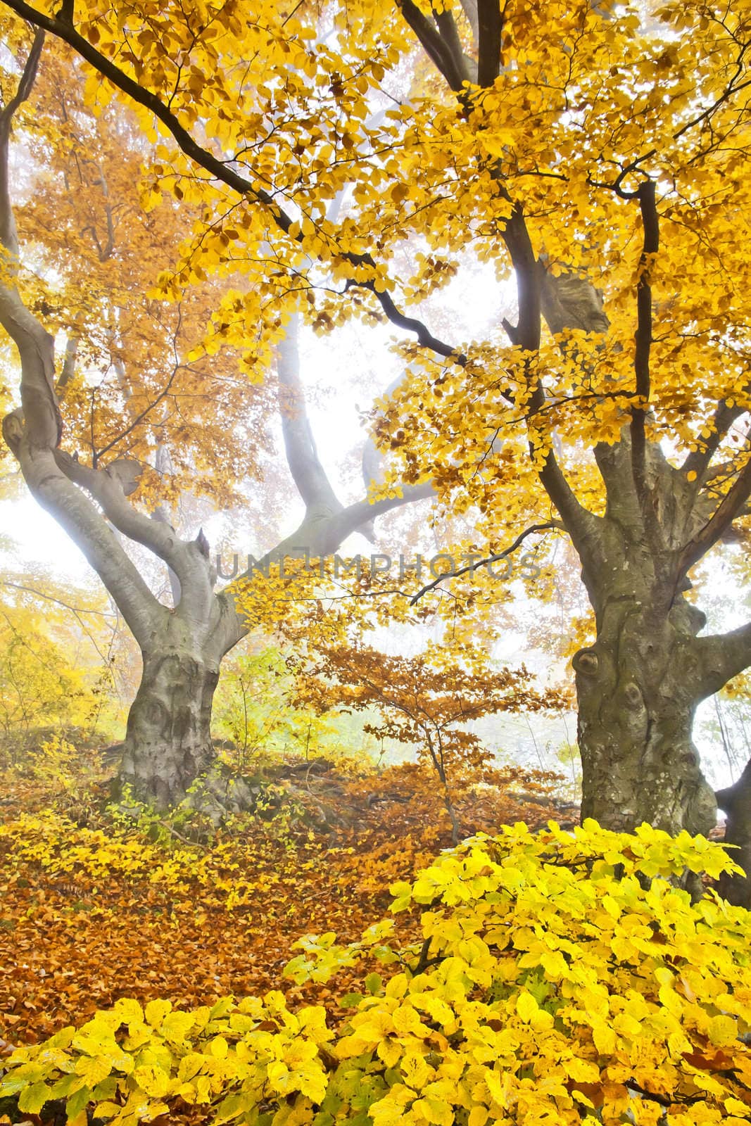 An image of a beautiful yellow autumn forest