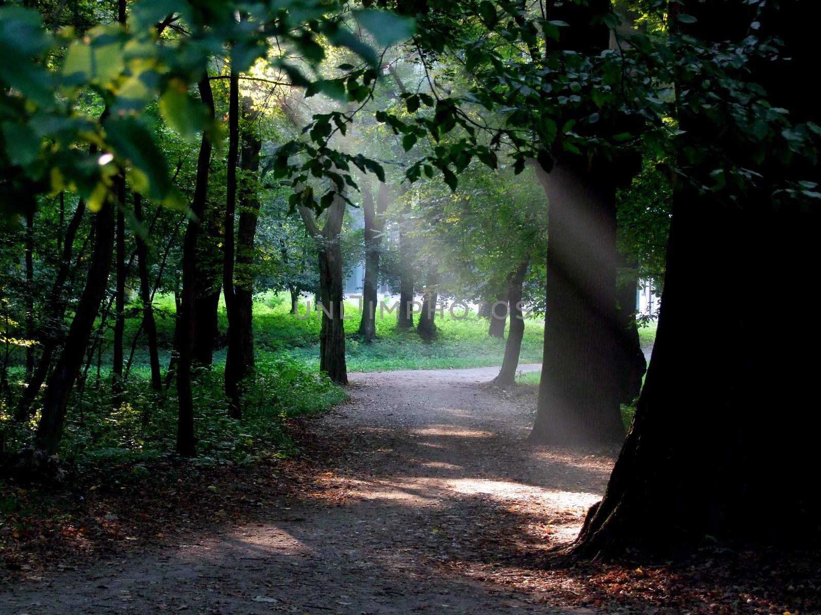 Detail of a forest with rays of sun falling through