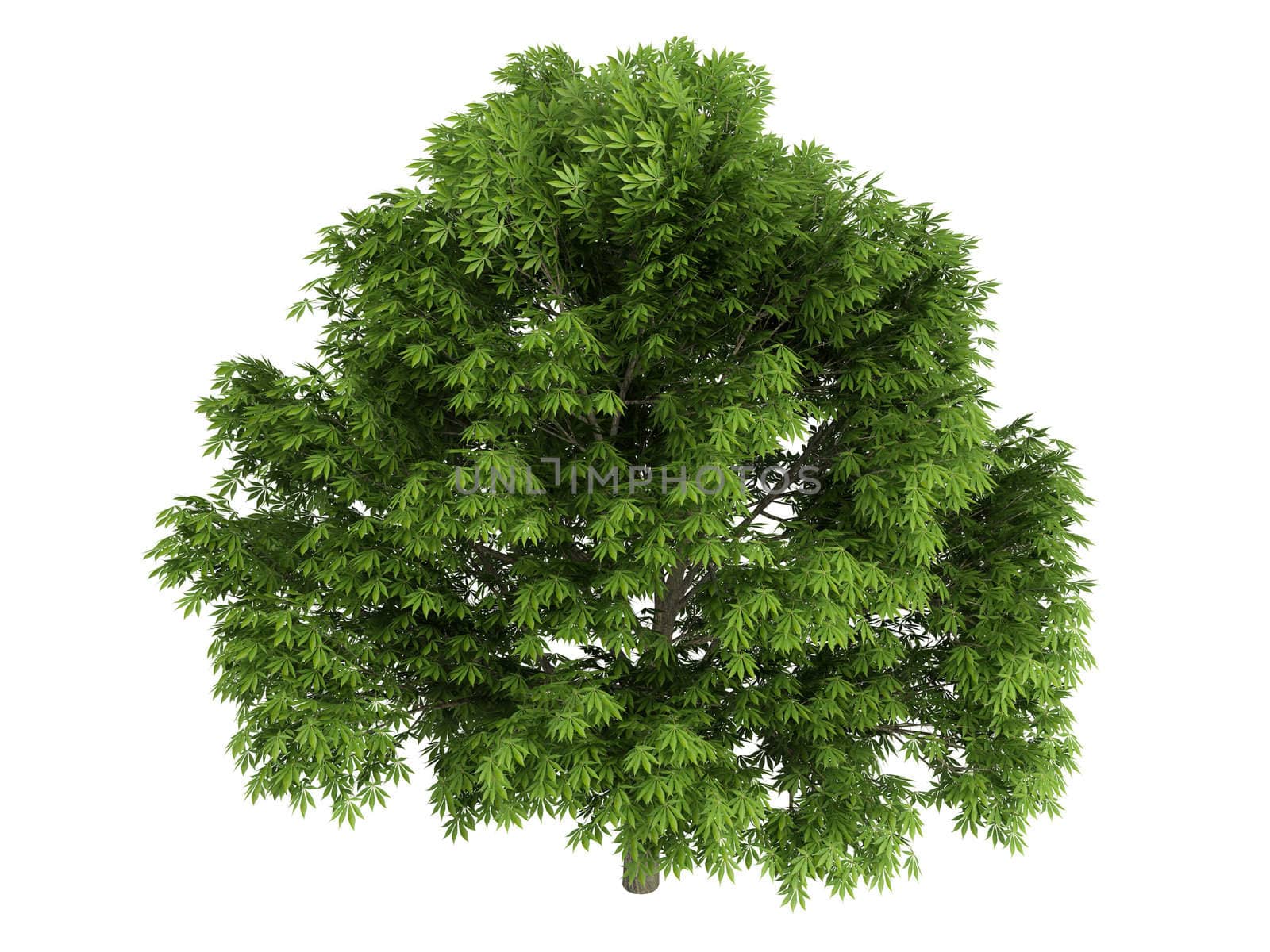 Chestnut or latin Aesculus glabra isolated on white background