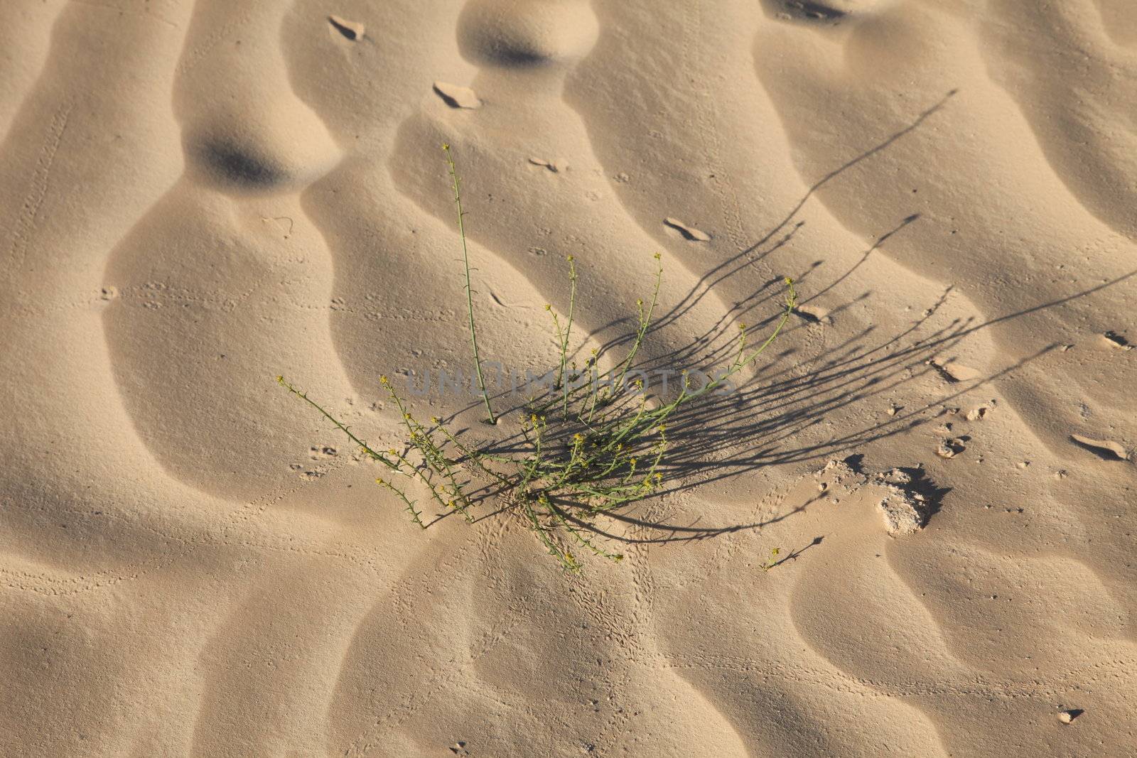 Alone plant growing in the desert