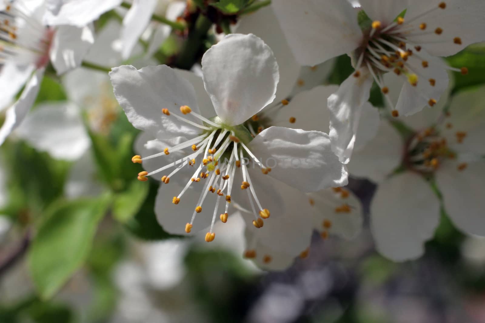 Close up of fruit flowers in the earliest springtime by atlas