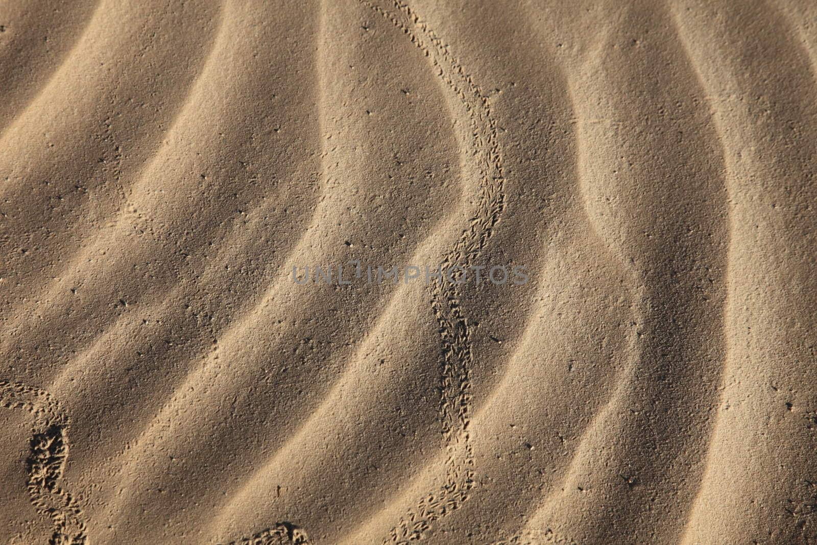 Wind textures on sand in Sahara by atlas