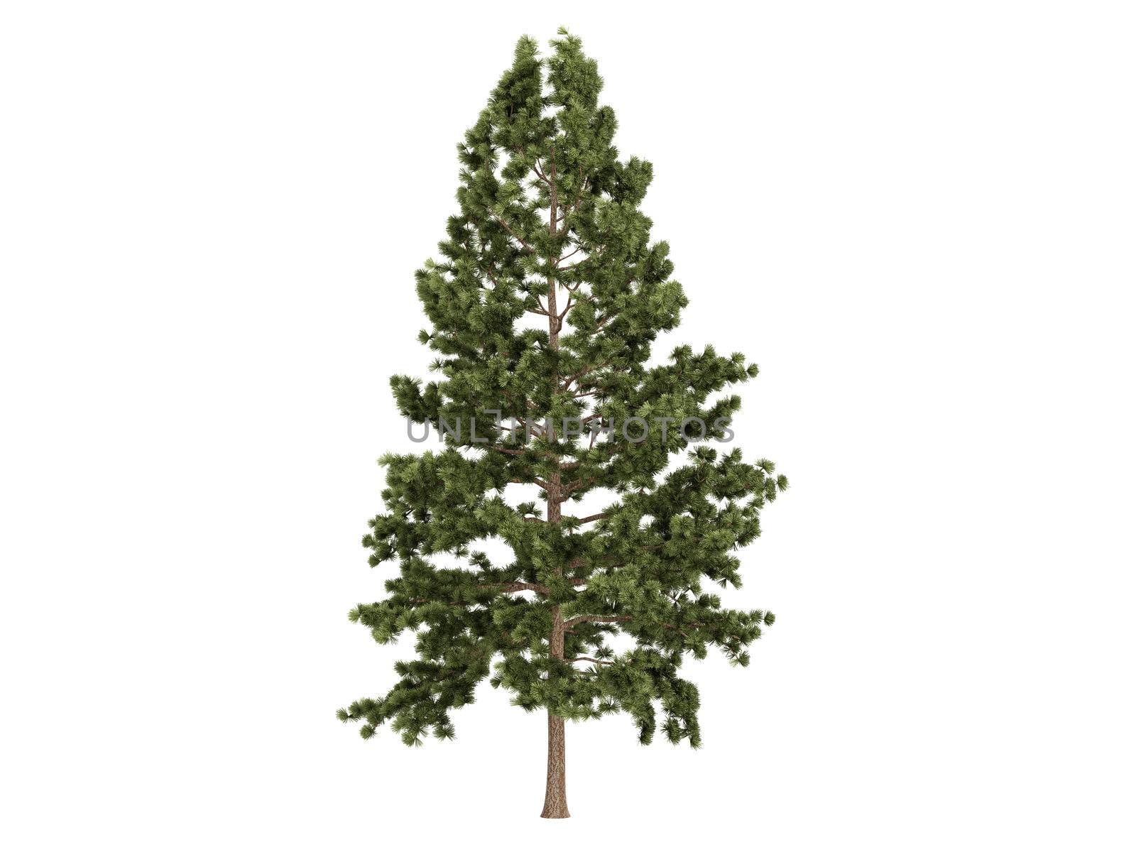 Cork pine or latin Pinus strobus isolated on white background