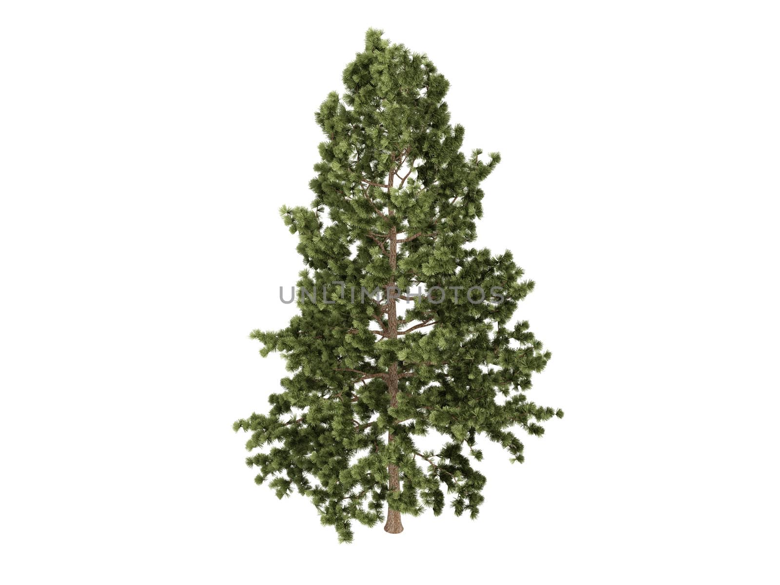 Cork pine or latin Pinus strobus isolated on white background