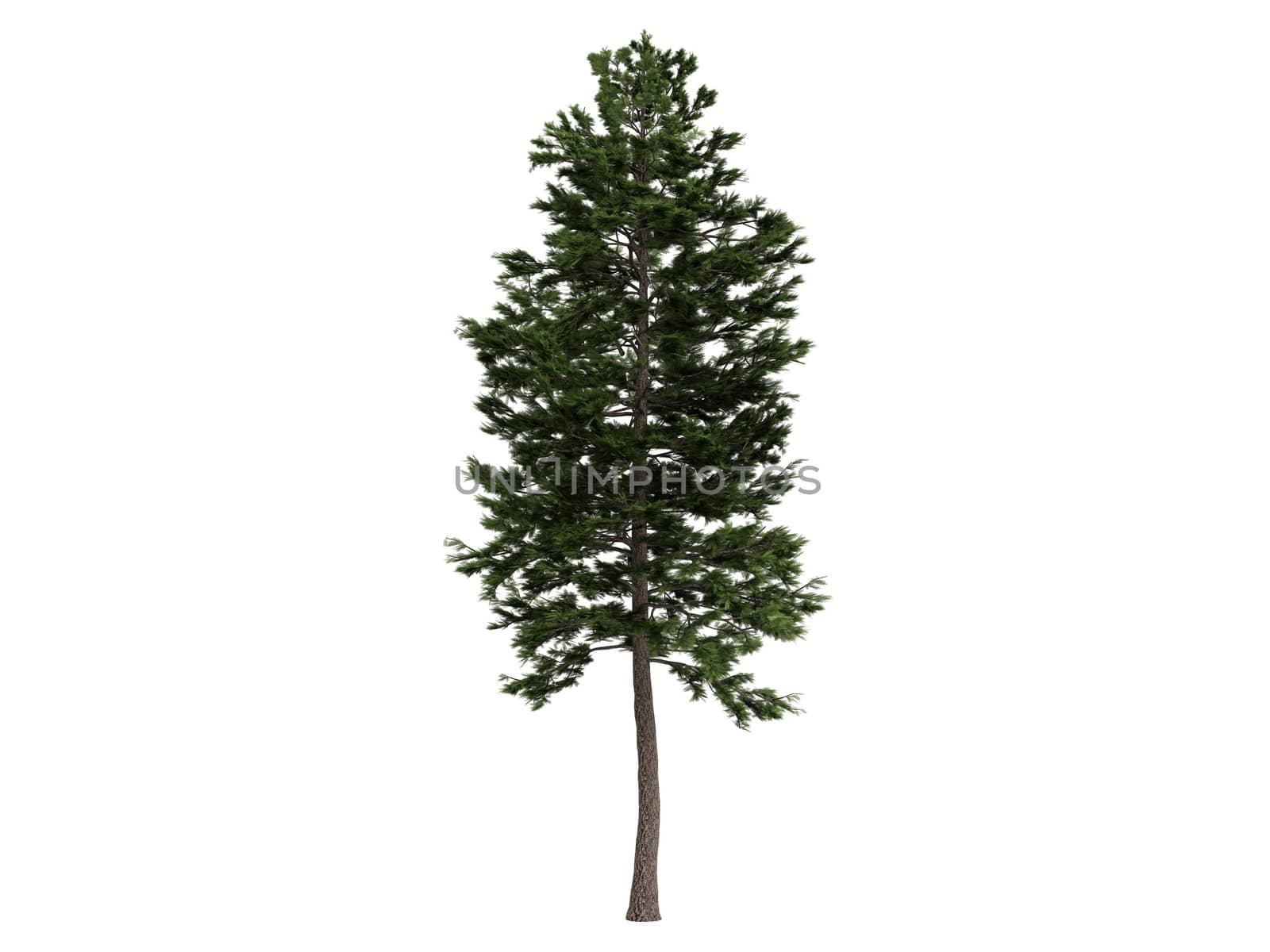 Pine or latin Pinus sylvestris  isolated on white background