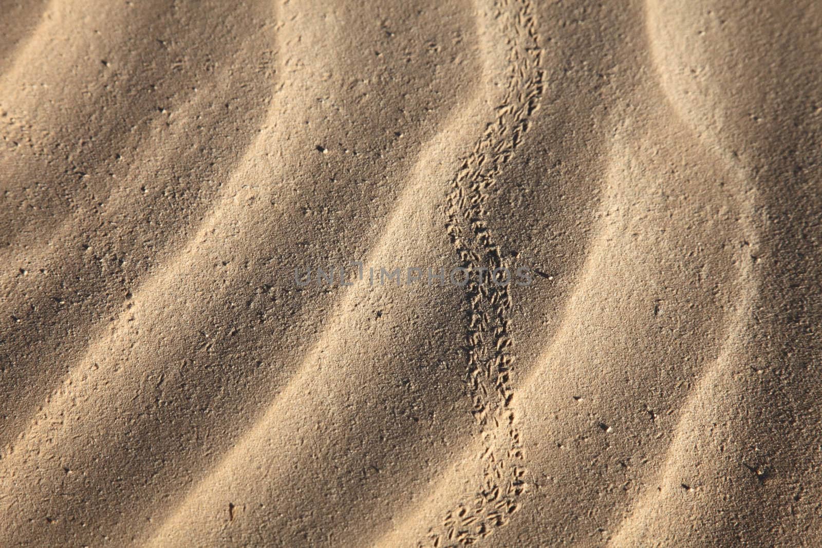 Wind textures on sand in Sahara by atlas