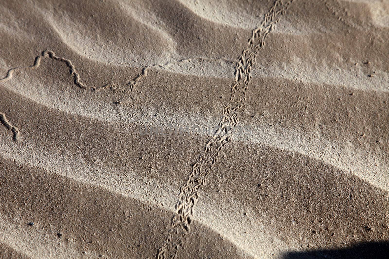 Wind textures on sand in Sahara by atlas