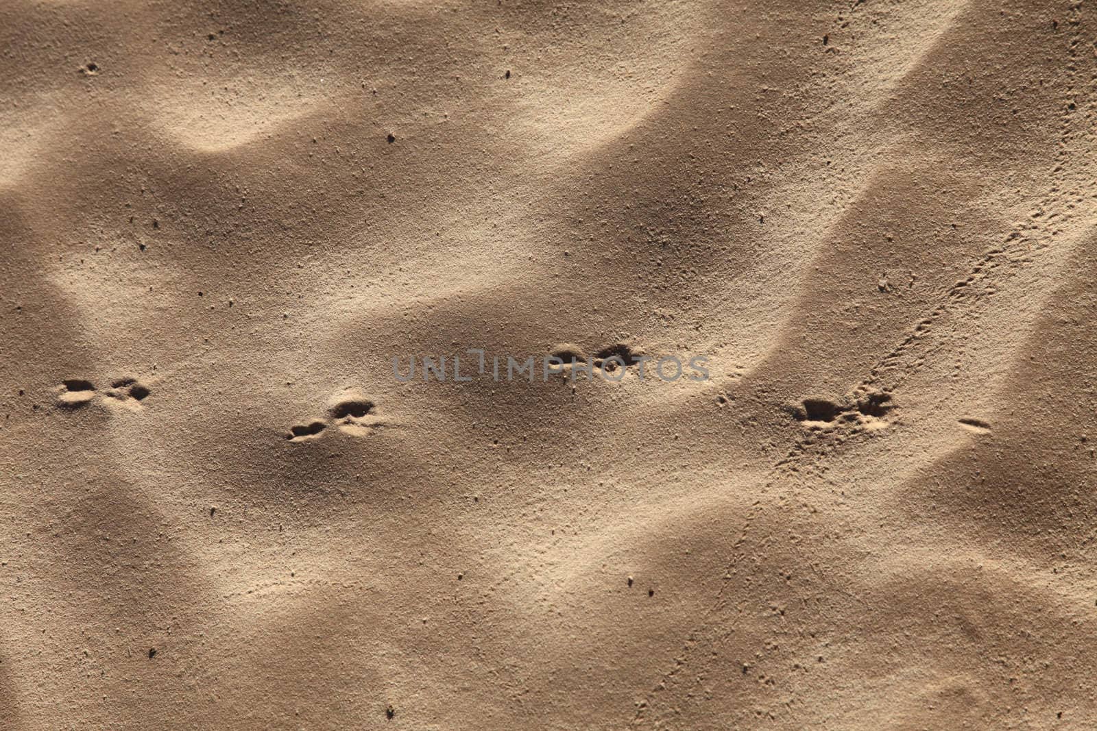 Wind textures on sand in Sahara by atlas