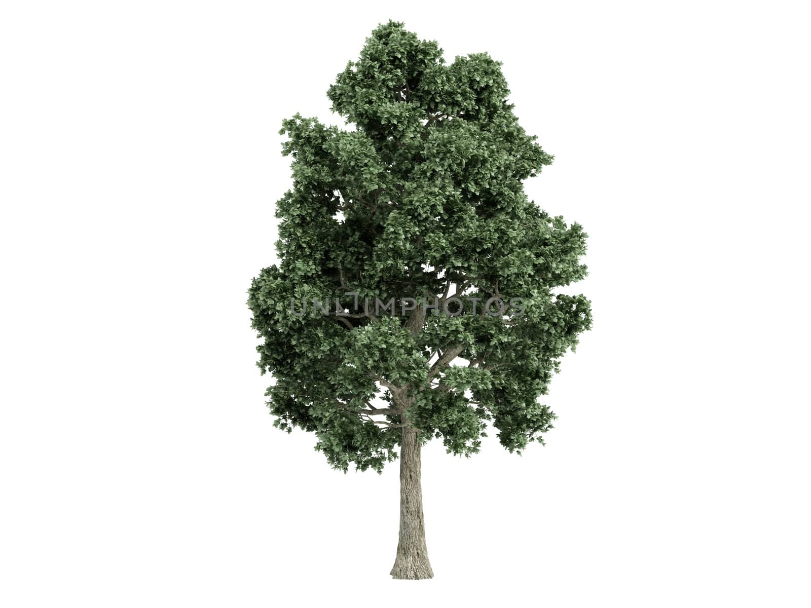 Maple or latin Acer isolated on white background