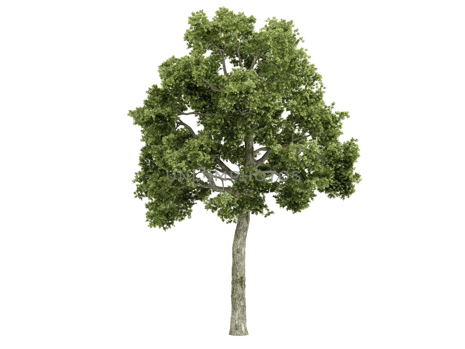 Ash-tree or latin Fraxiuns isolated on white background