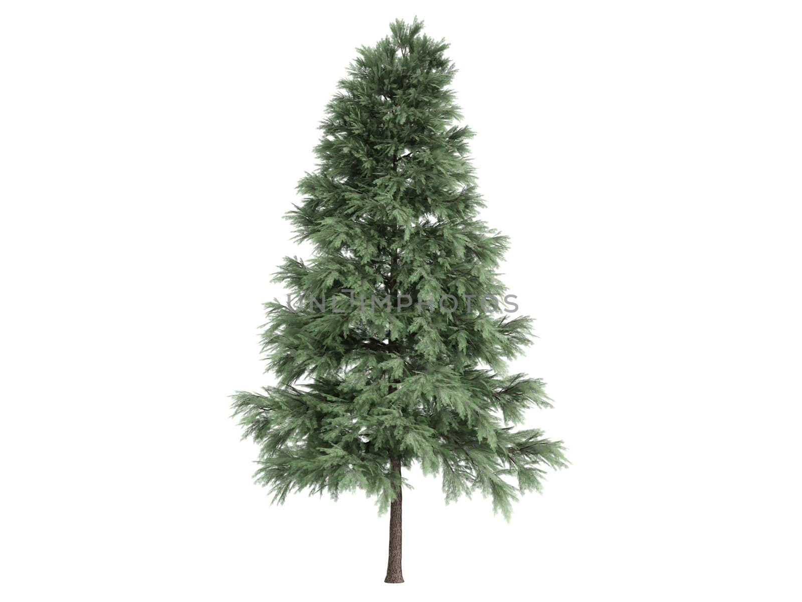 Pine or latin Pinus sylvestris isolated on white background