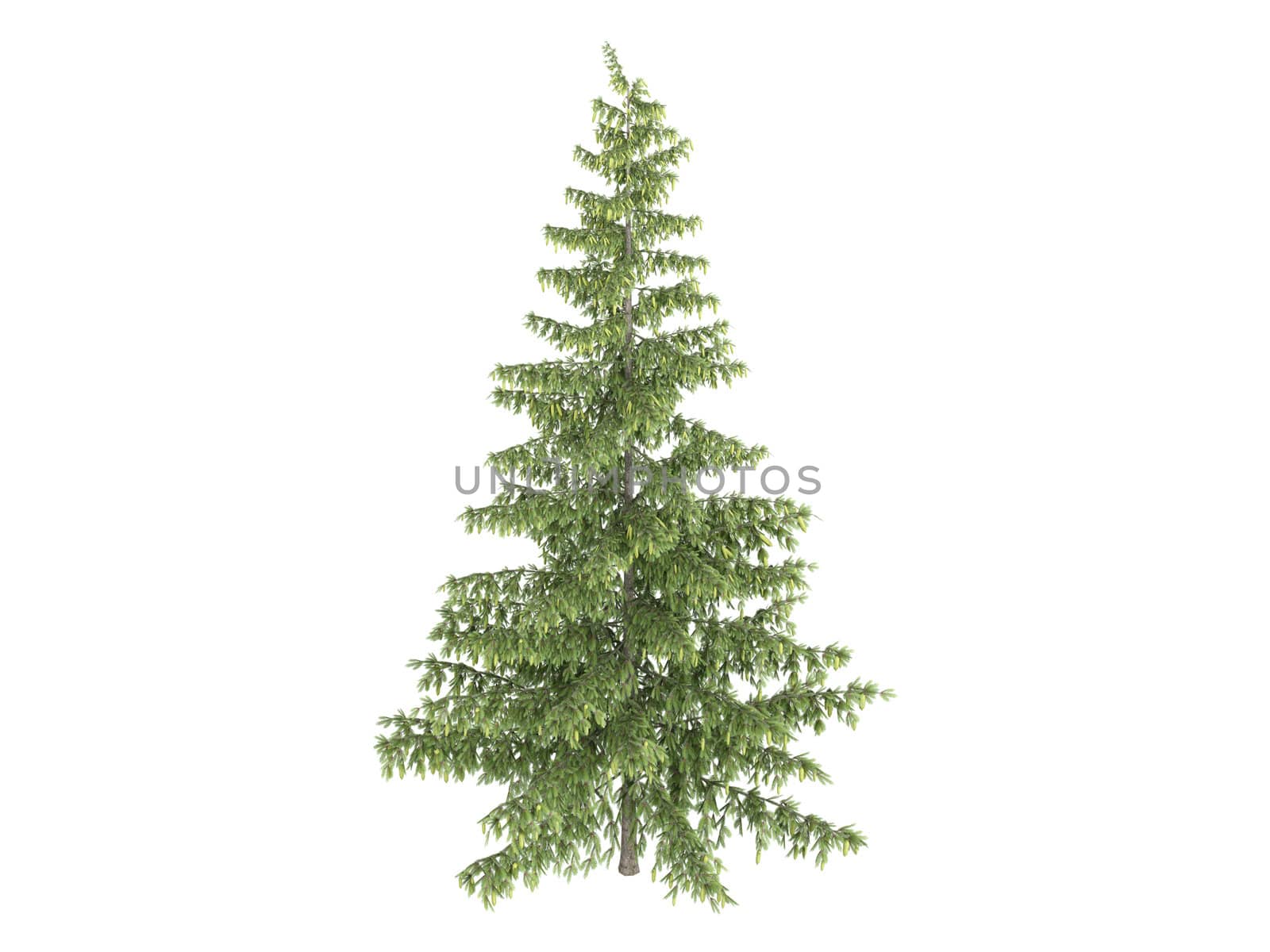 Spruce or latin Picea isolated on white background