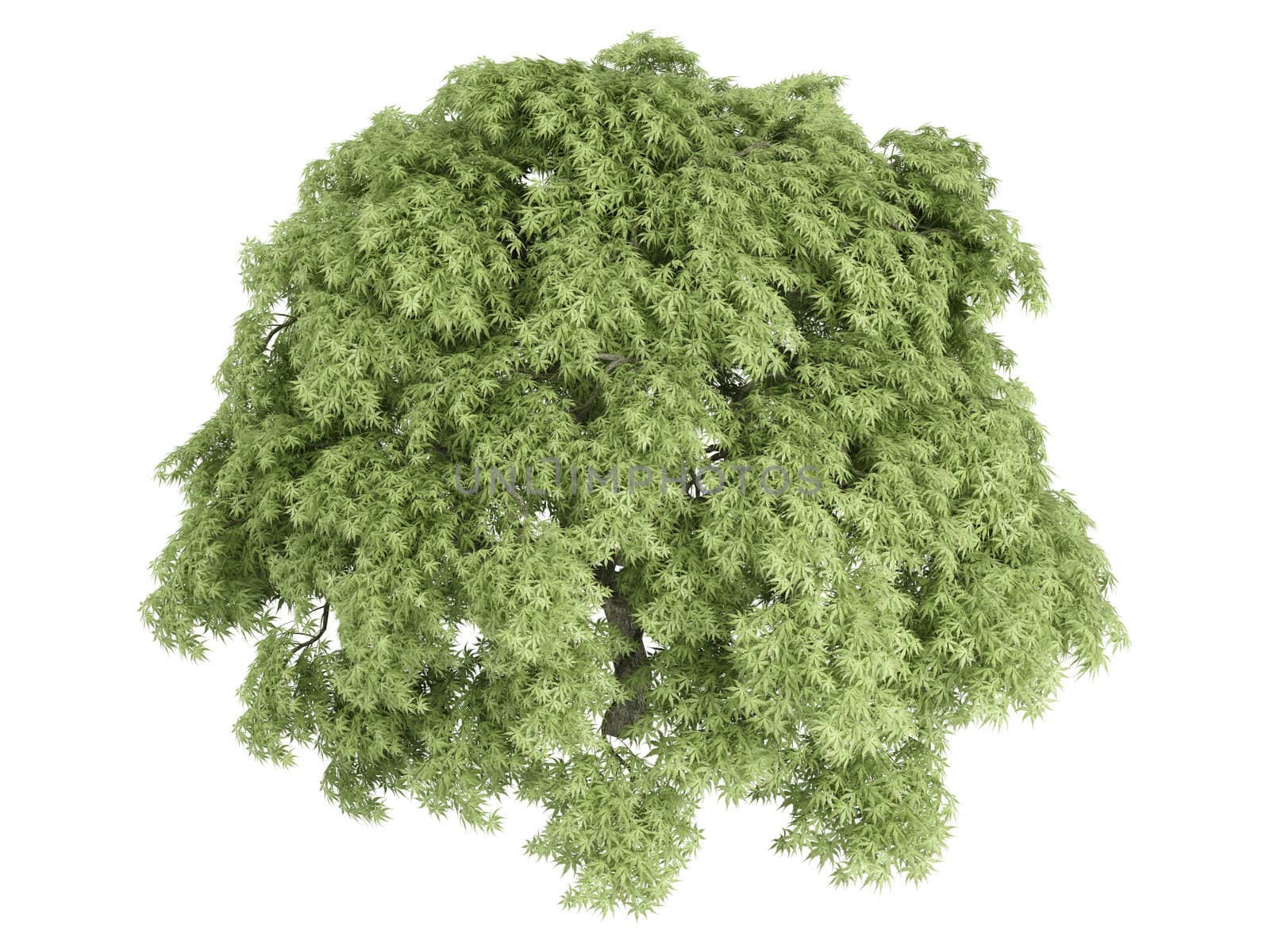 Maple or latin Acer palmatum isolated on white background