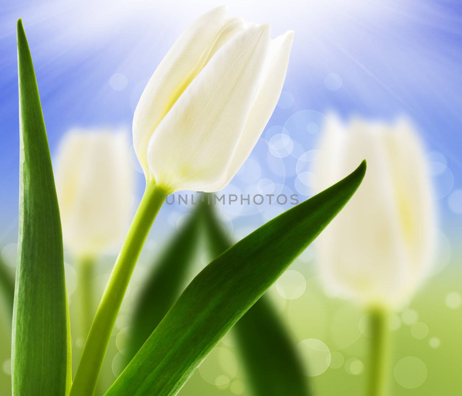 Spring background with white tulips