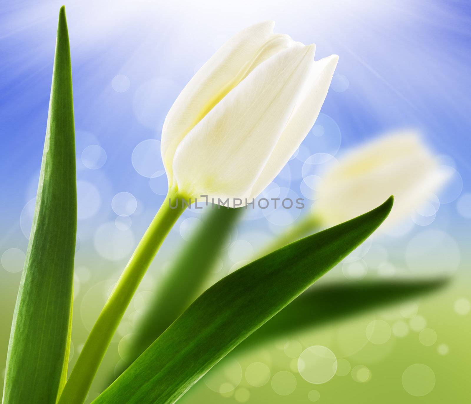 Spring background with white tulips