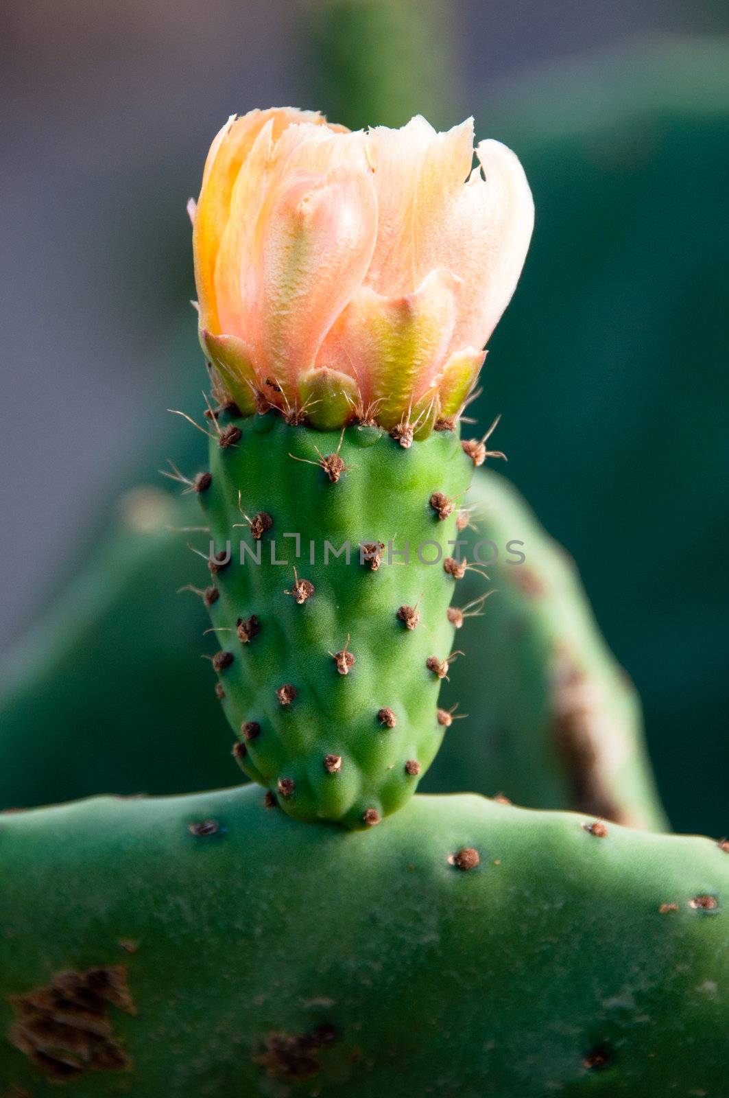 Yellow Prickly Pear Cactus Flower on large cactus plant on Lanzarote, Canary Islands, Spain