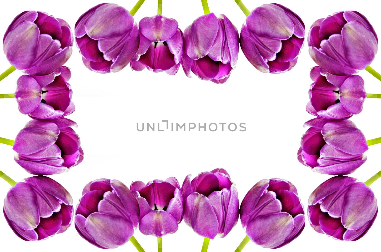 Spring background of pink tulips on white with space for text