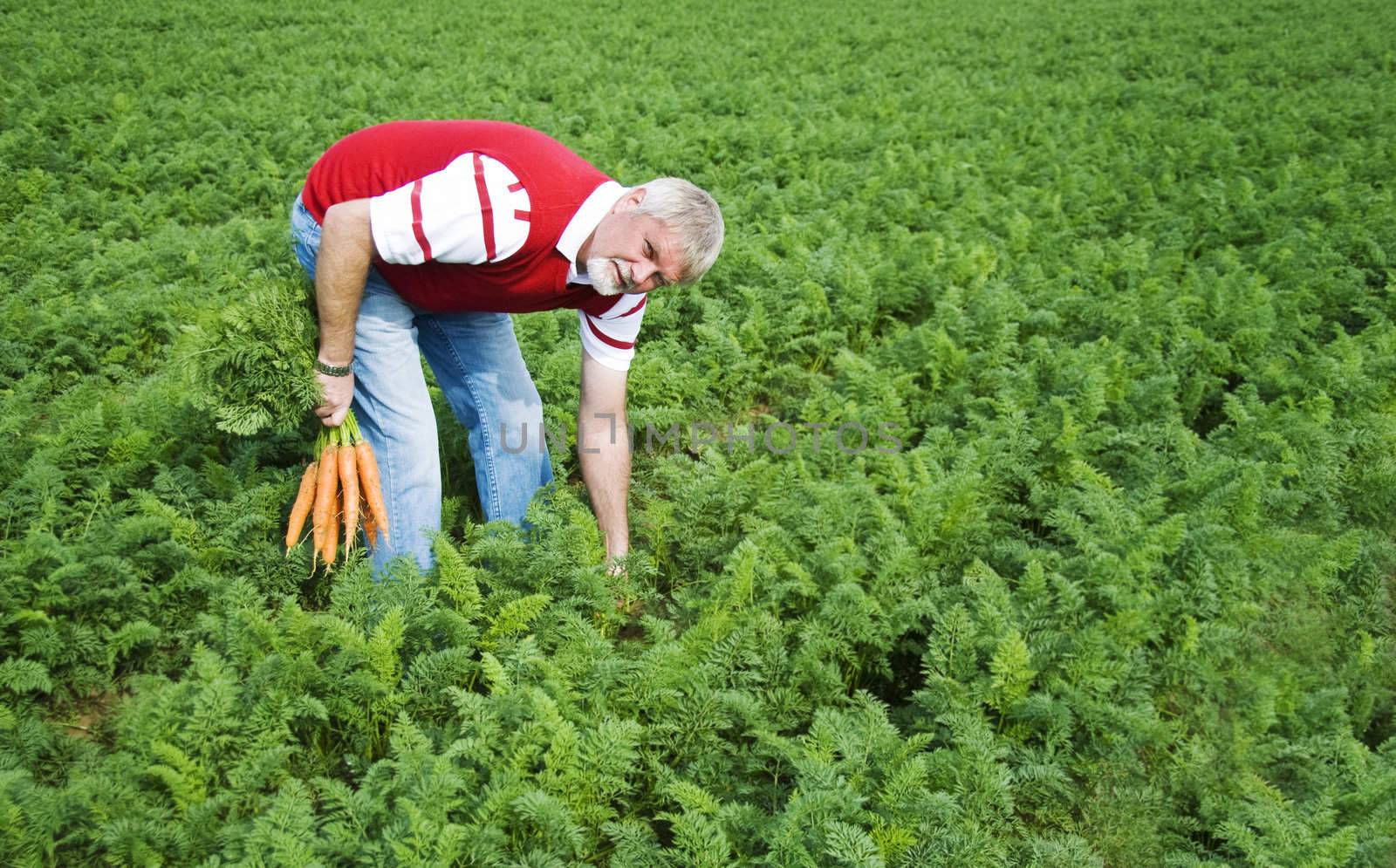 Carrot farmer in a carrot field on a farm by tish1