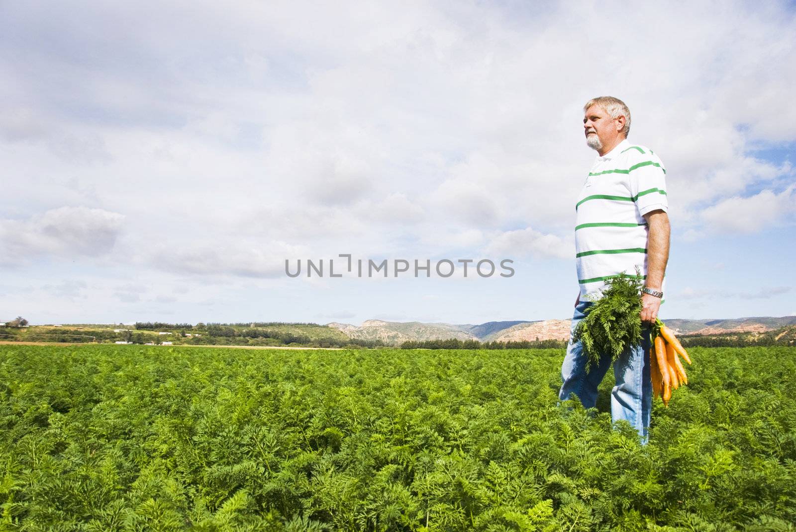 Carrot farmer in a carrot field on a farm by tish1